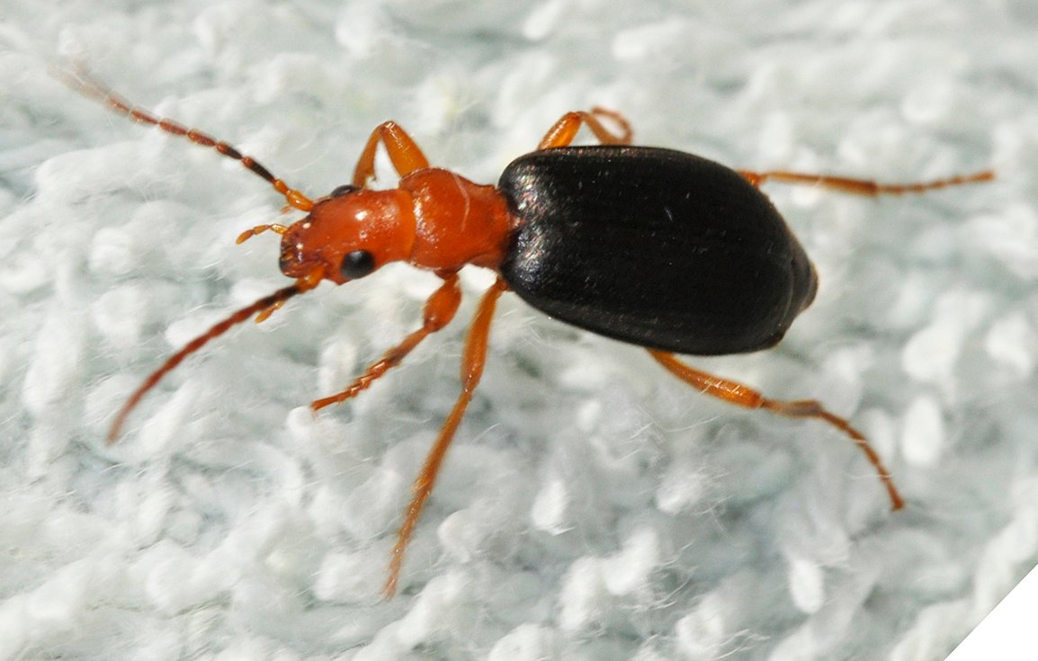 The Bombardier Beetle: Nature’s Tiny Alchemist (image credits: wikimedia)