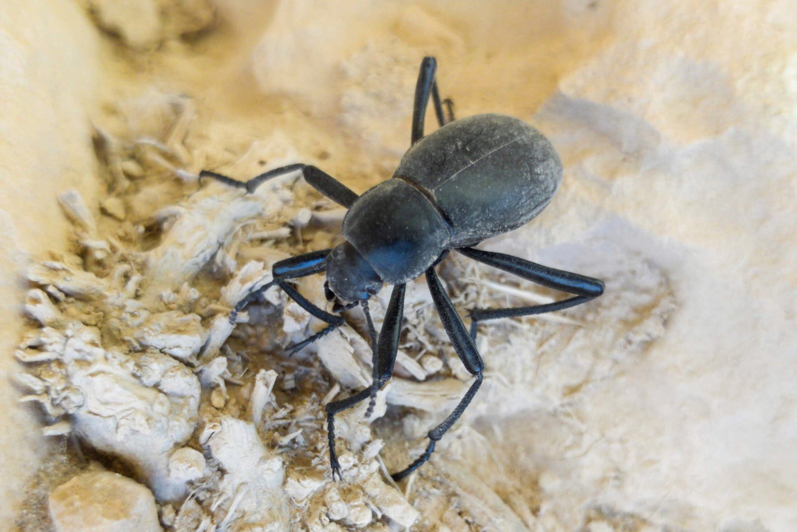 The Beetle’s Place in Ecosystems (image credits: wikimedia)