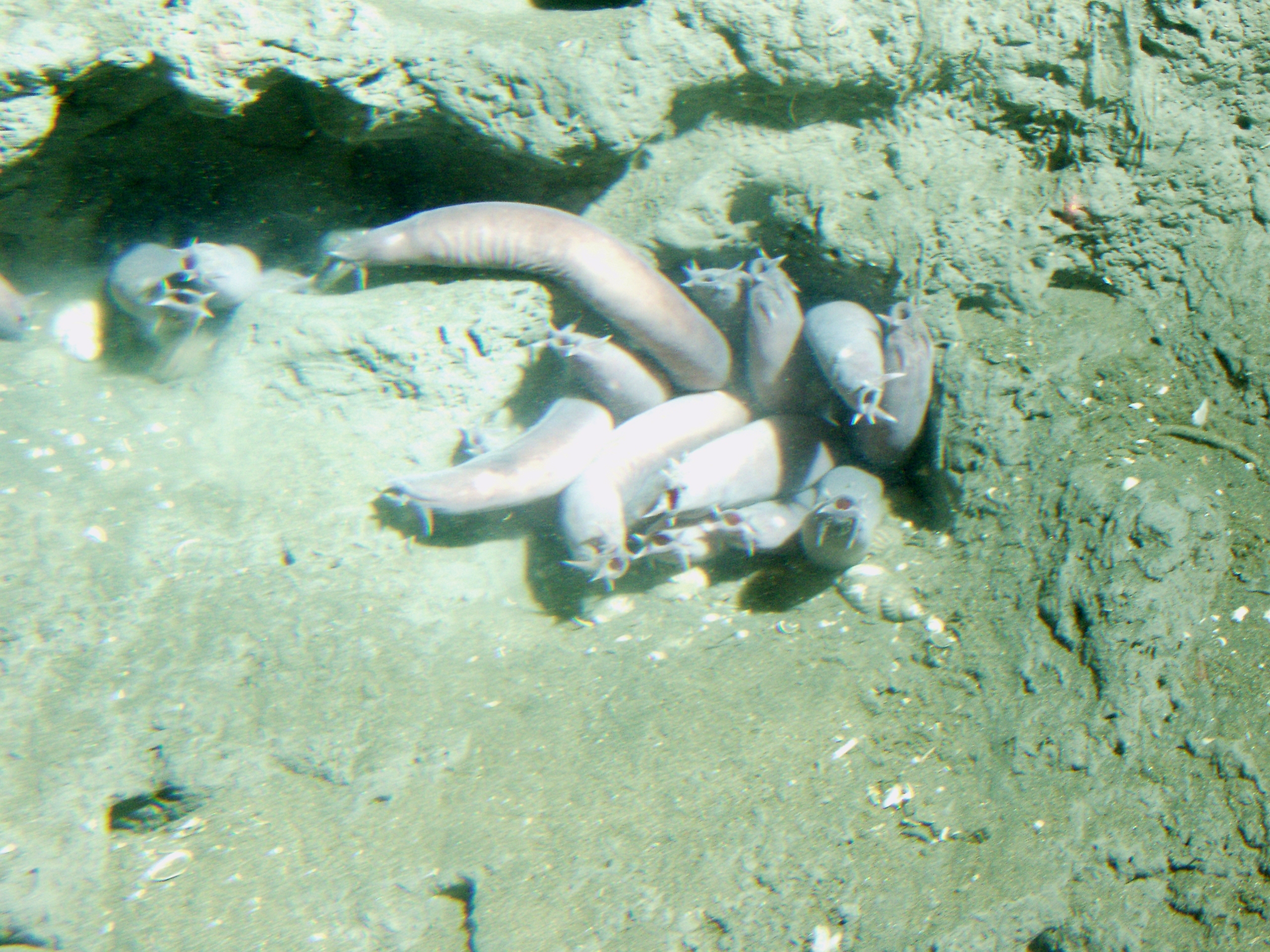 How Hagfish Suffocate Their Enemies With Slime