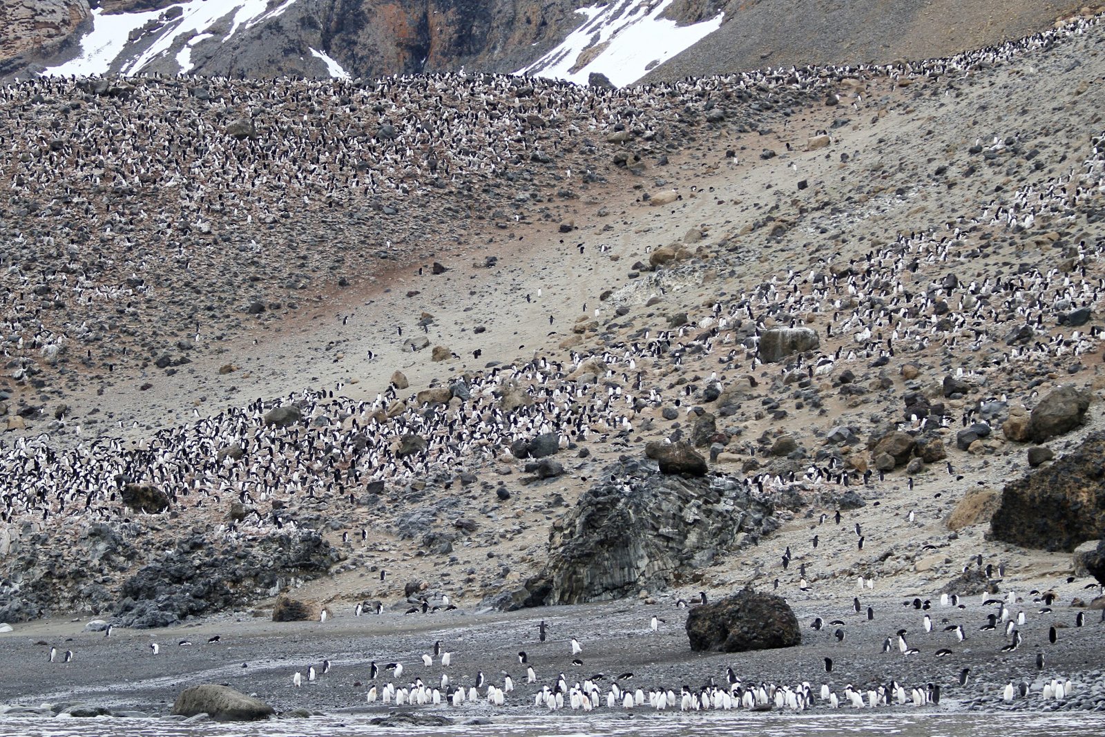 How Penguin Poop Turns Into Laughing Gas (image credits: wikimedia)