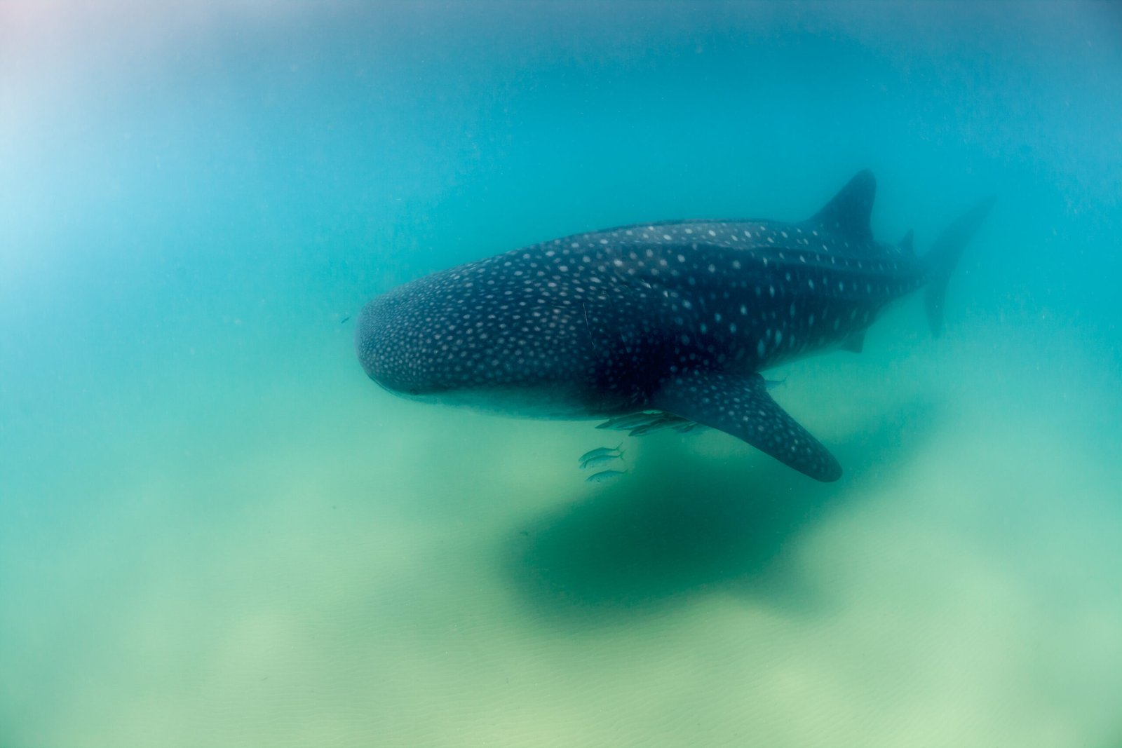 Where the Whale Sharks Roam (image credits: wikimedia)