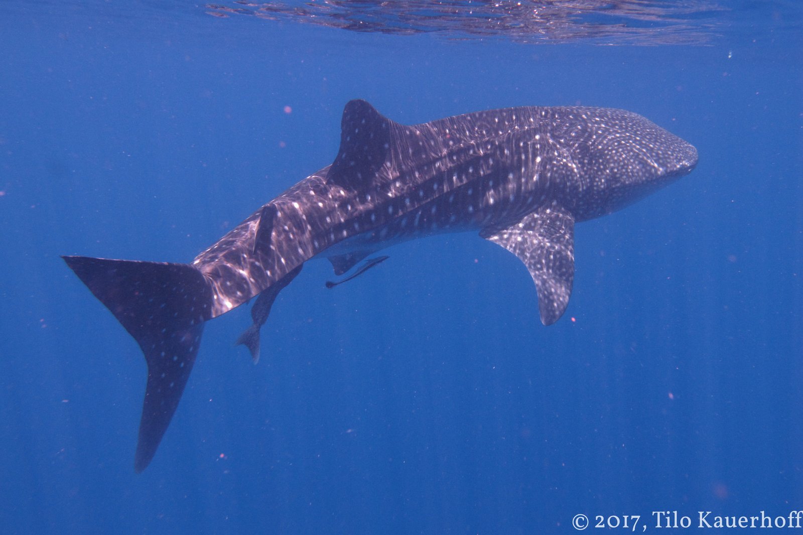The Magic of Swimming with Whale Sharks (image credits: wikimedia)