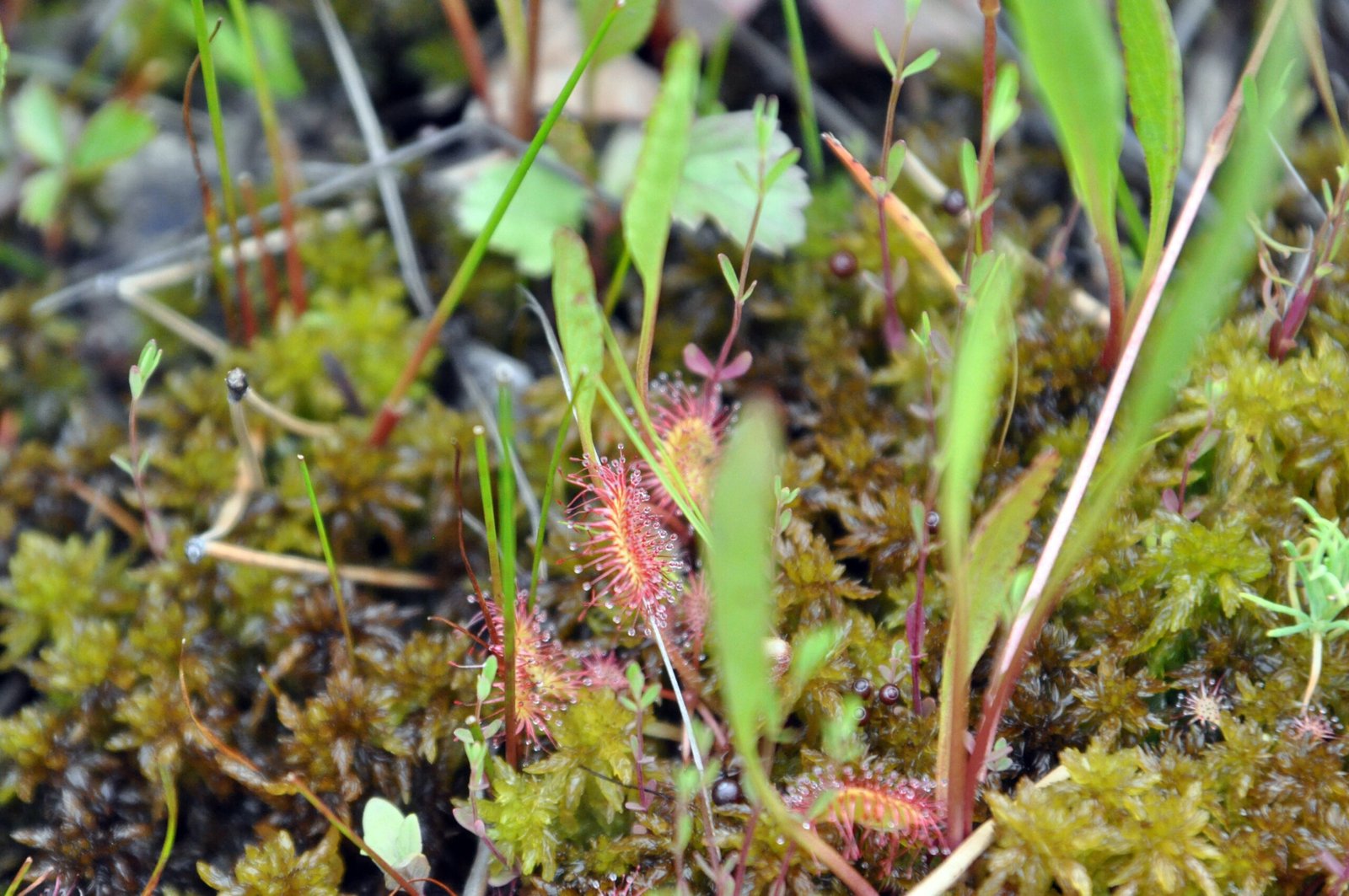 Deadly Enzymes: Nature’s Tiny Assassins (image credits: wikimedia)
