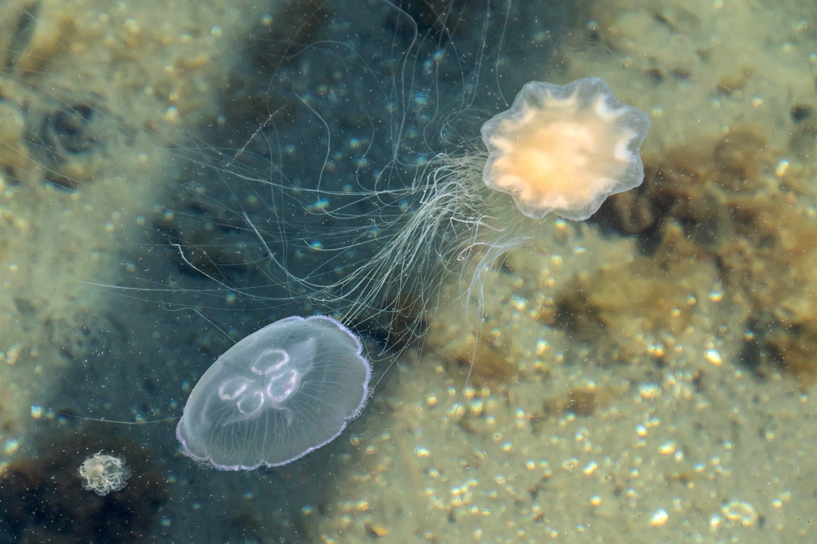 A Sting Like No Other (image credits: wikimedia)
