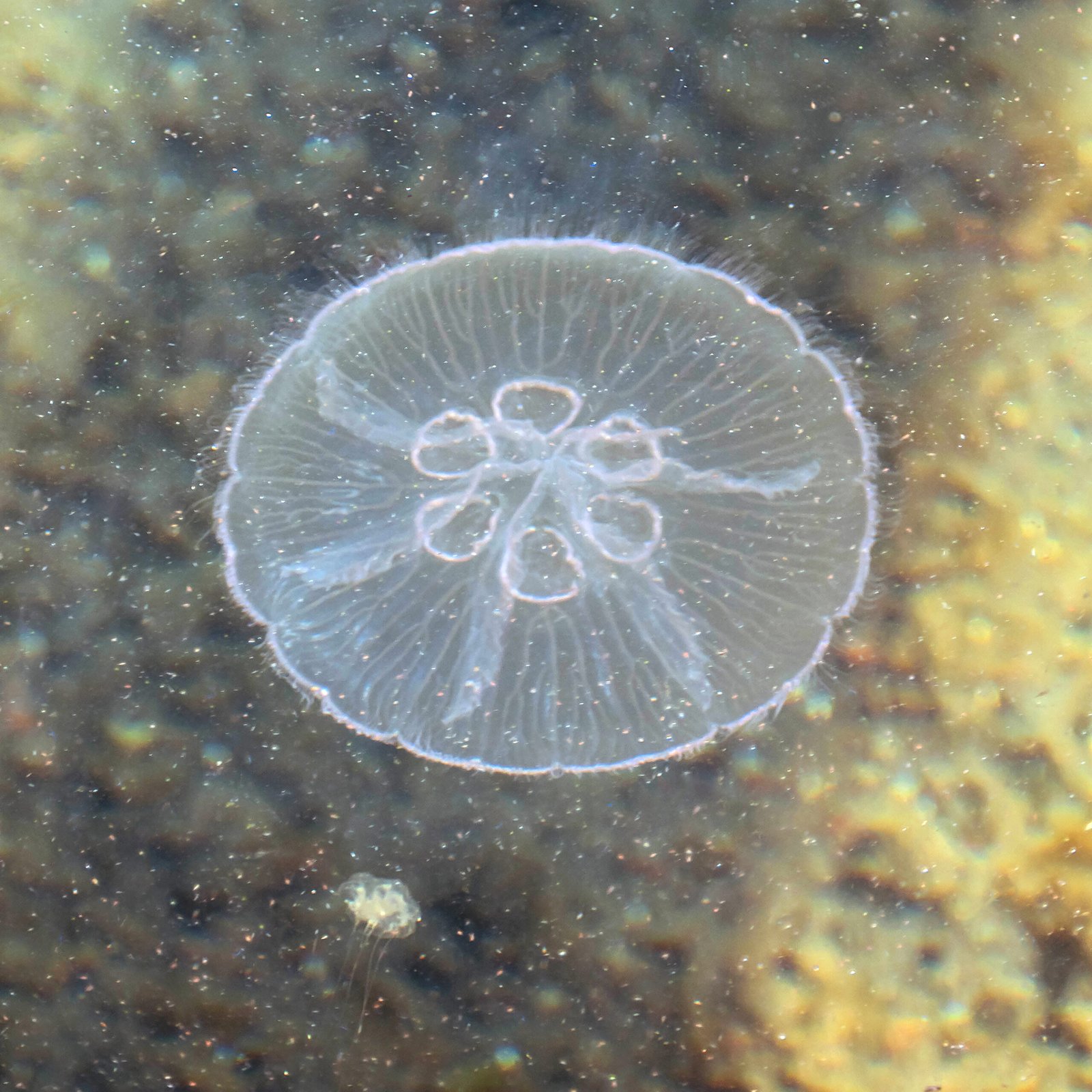 Spotting the Invisible Menace (image credits: wikimedia)