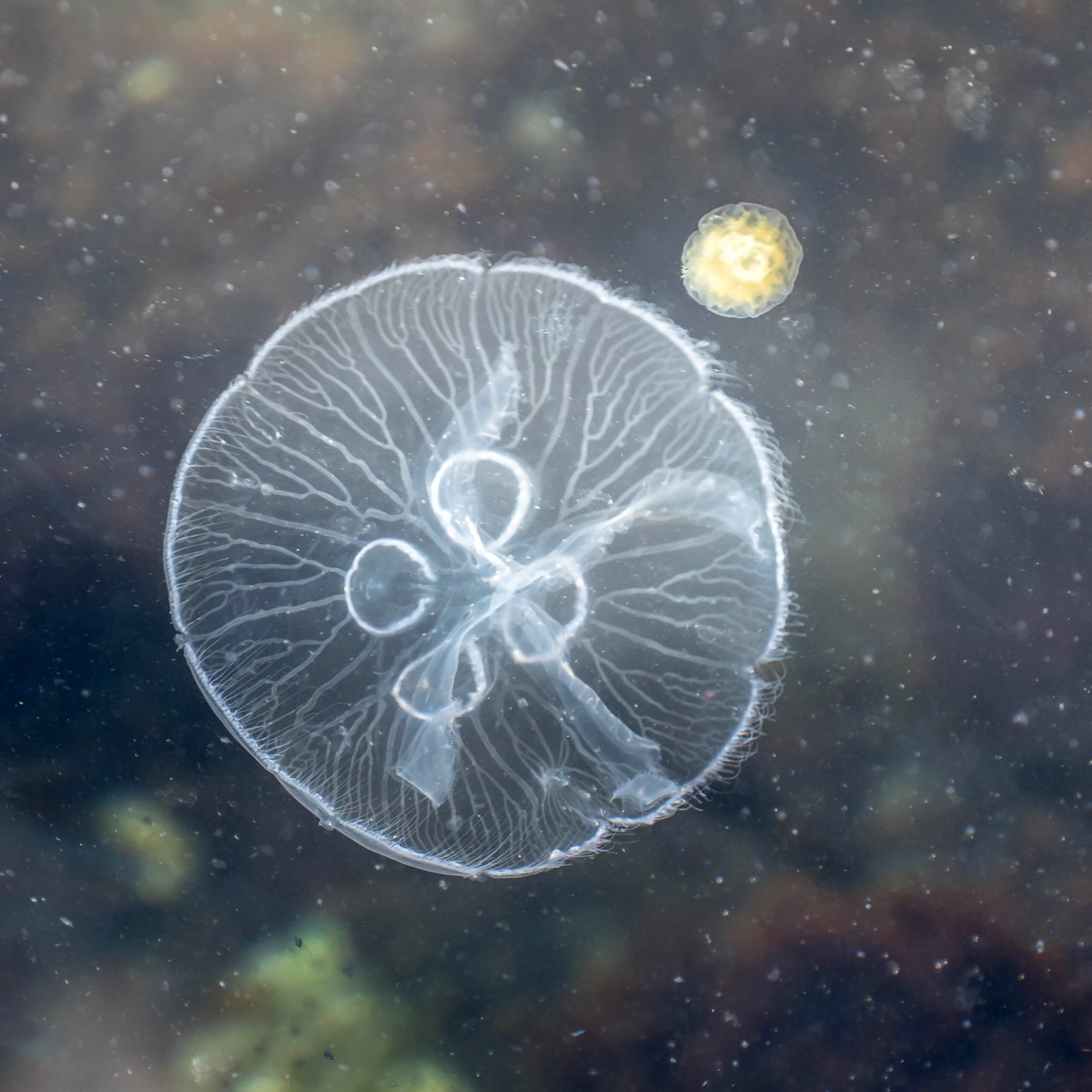 Why “Cute” Can Be Deadly (image credits: wikimedia)