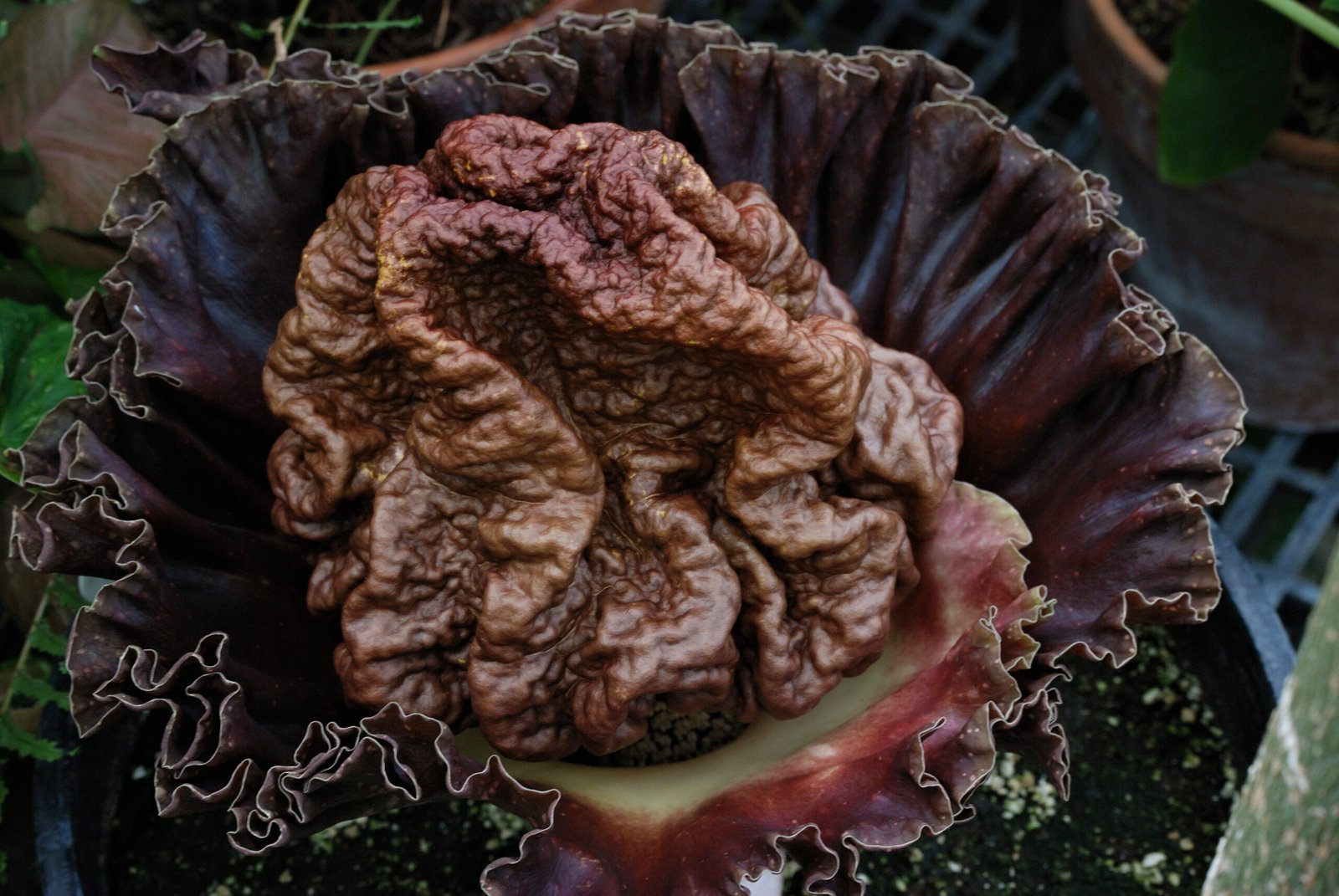 The Corpse Flower: Nature’s Master of Disguise (image credits: wikimedia)