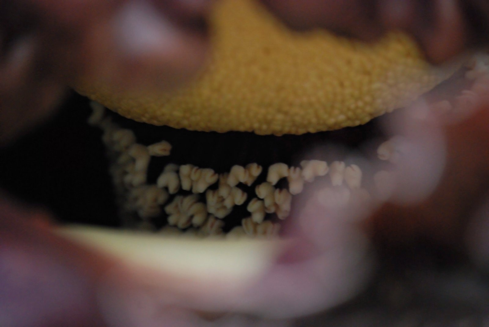 Why Smell Like Death? The Science Behind the Stench (image credits: wikimedia)