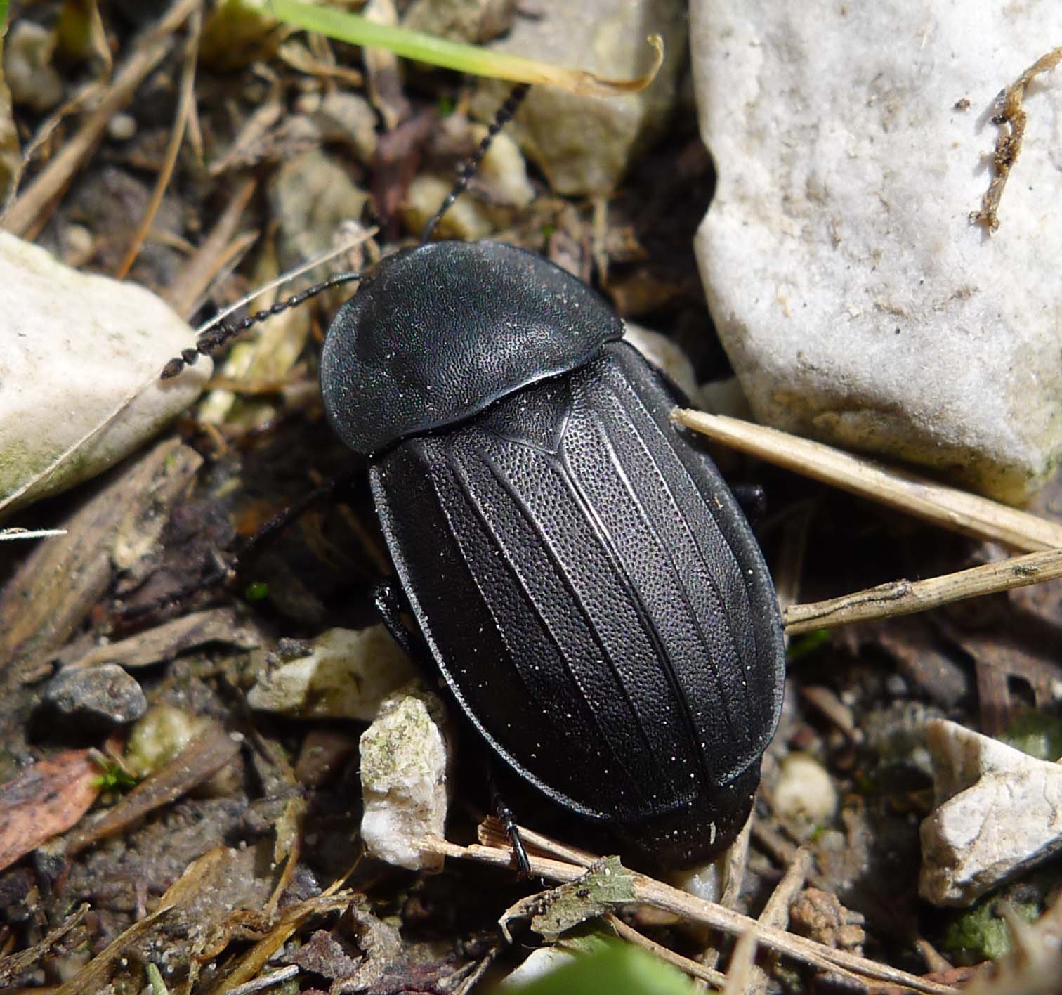 The Pollinators: Lovers Lured by Rot (image credits: wikimedia)