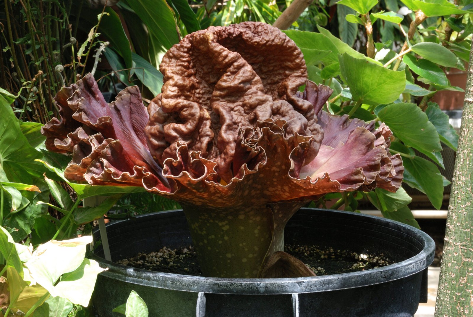 Other Plants That Play the Same Game (image credits: wikimedia)