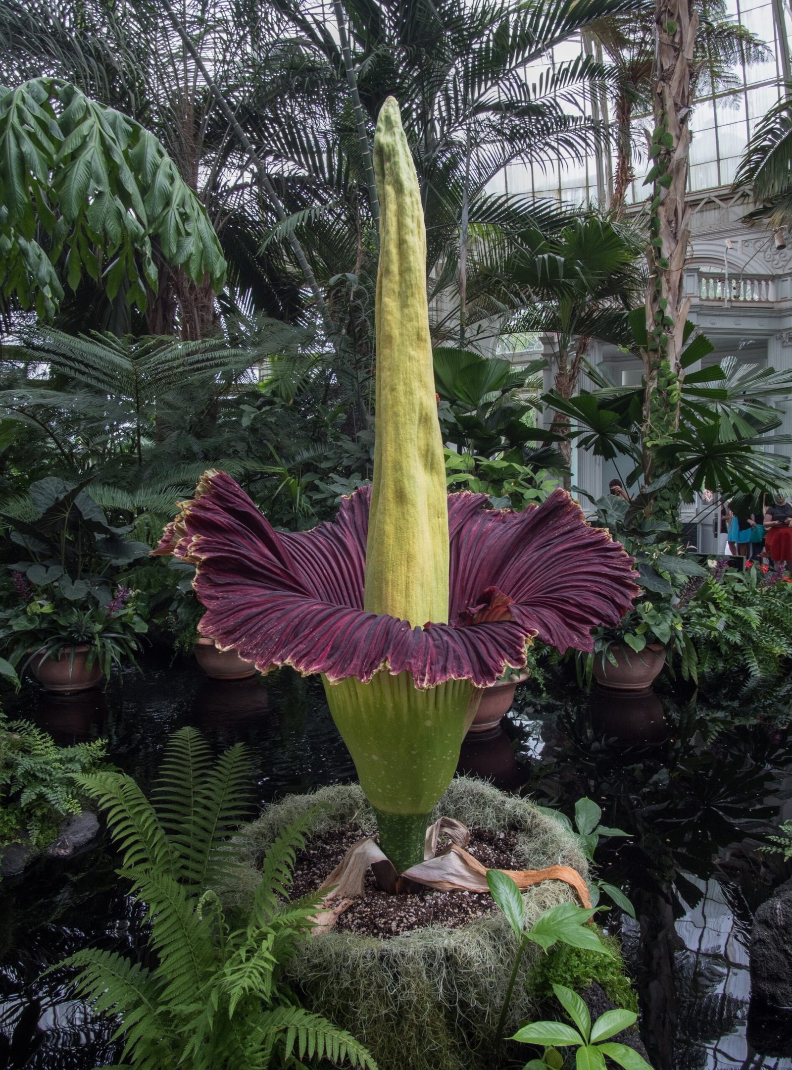Lessons from a Flower That Smells Like Death (image credits: wikimedia)