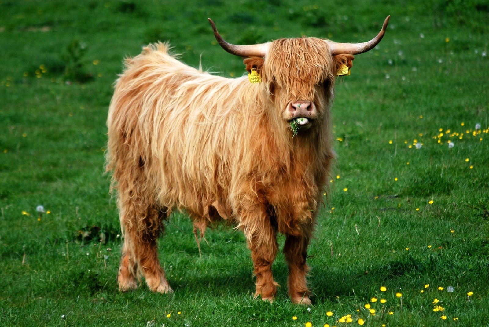 Ancient Origins: Survivors of the Highlands (image credits: wikimedia)