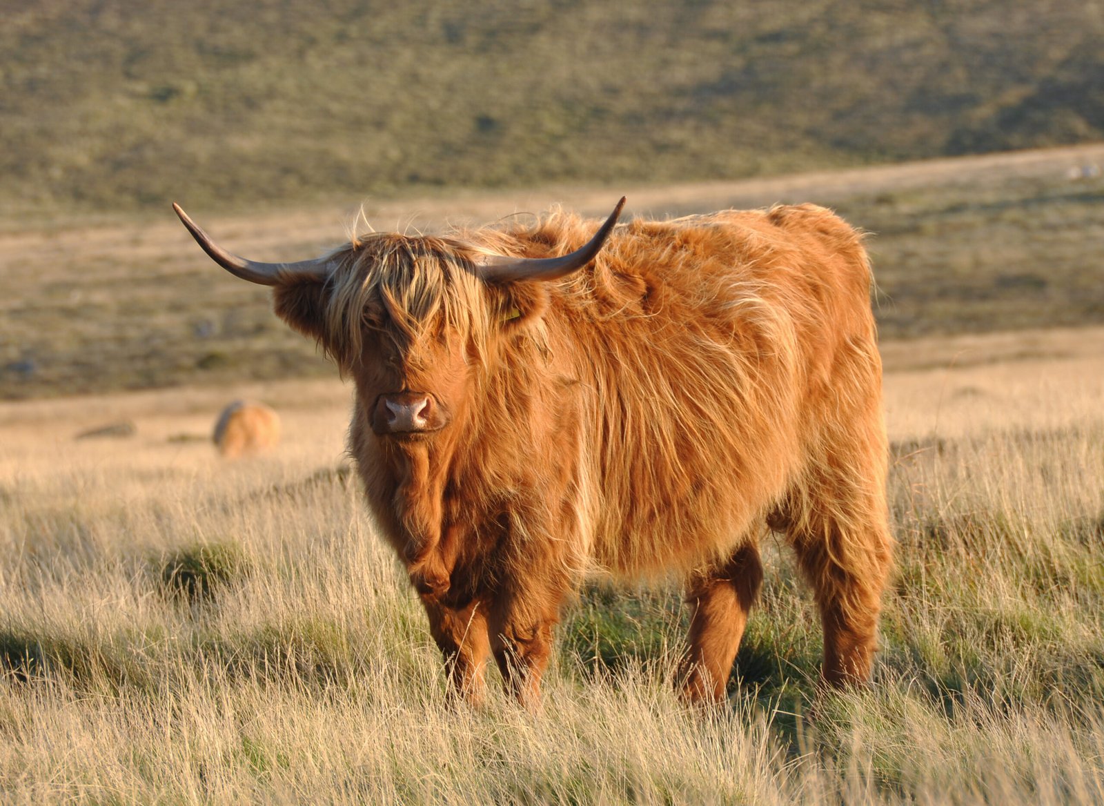 Built for Battle: Nature’s Woolly Warriors (image credits: wikimedia)