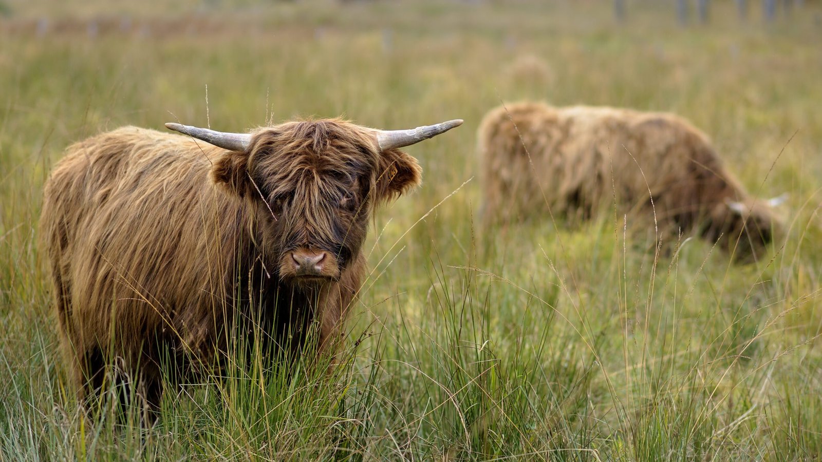 The Science of the Shaggy Coat (image credits: wikimedia)