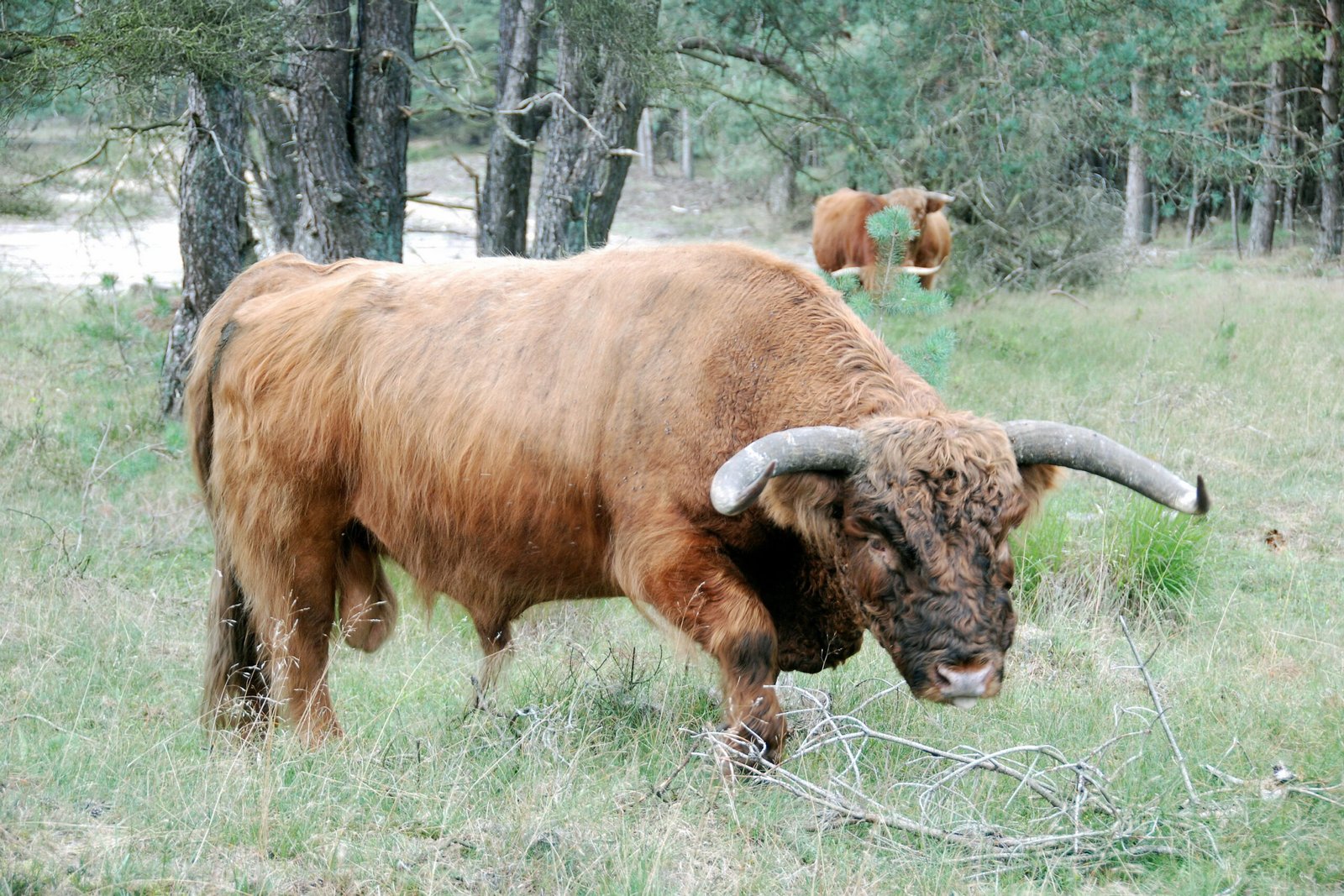Conservation and the Road Ahead (image credits: wikimedia)