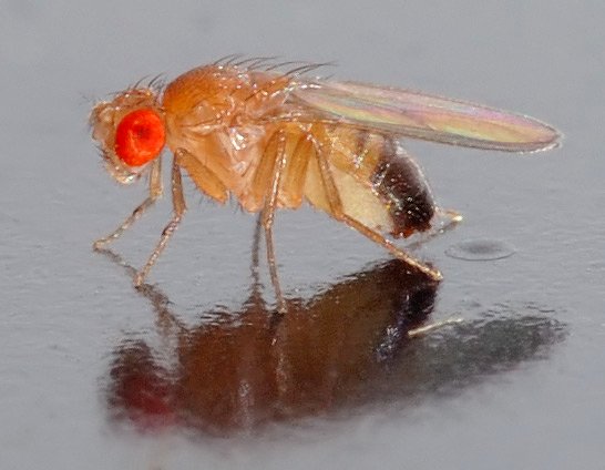 The Genetics of Intoxication: Why Some Flies Handle Their Booze (image credits: wikimedia)