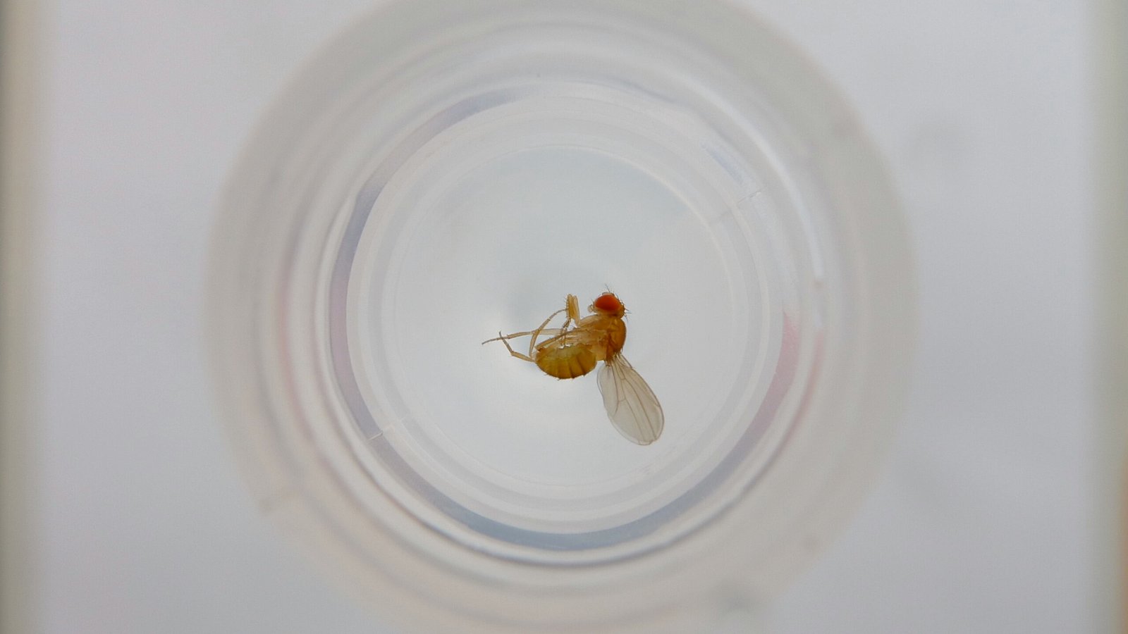 Love and Booze: Alcohol’s Surprising Role in Fruit Fly Romance (image credits: wikimedia)