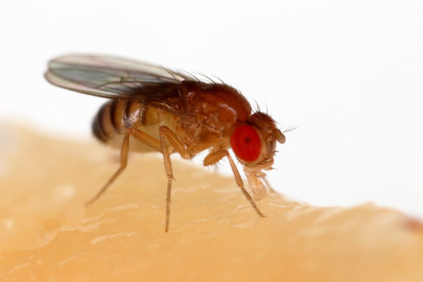 Fruit Flies as Tiny Bartenders: Their Role in Fermentation (image credits: wikimedia)