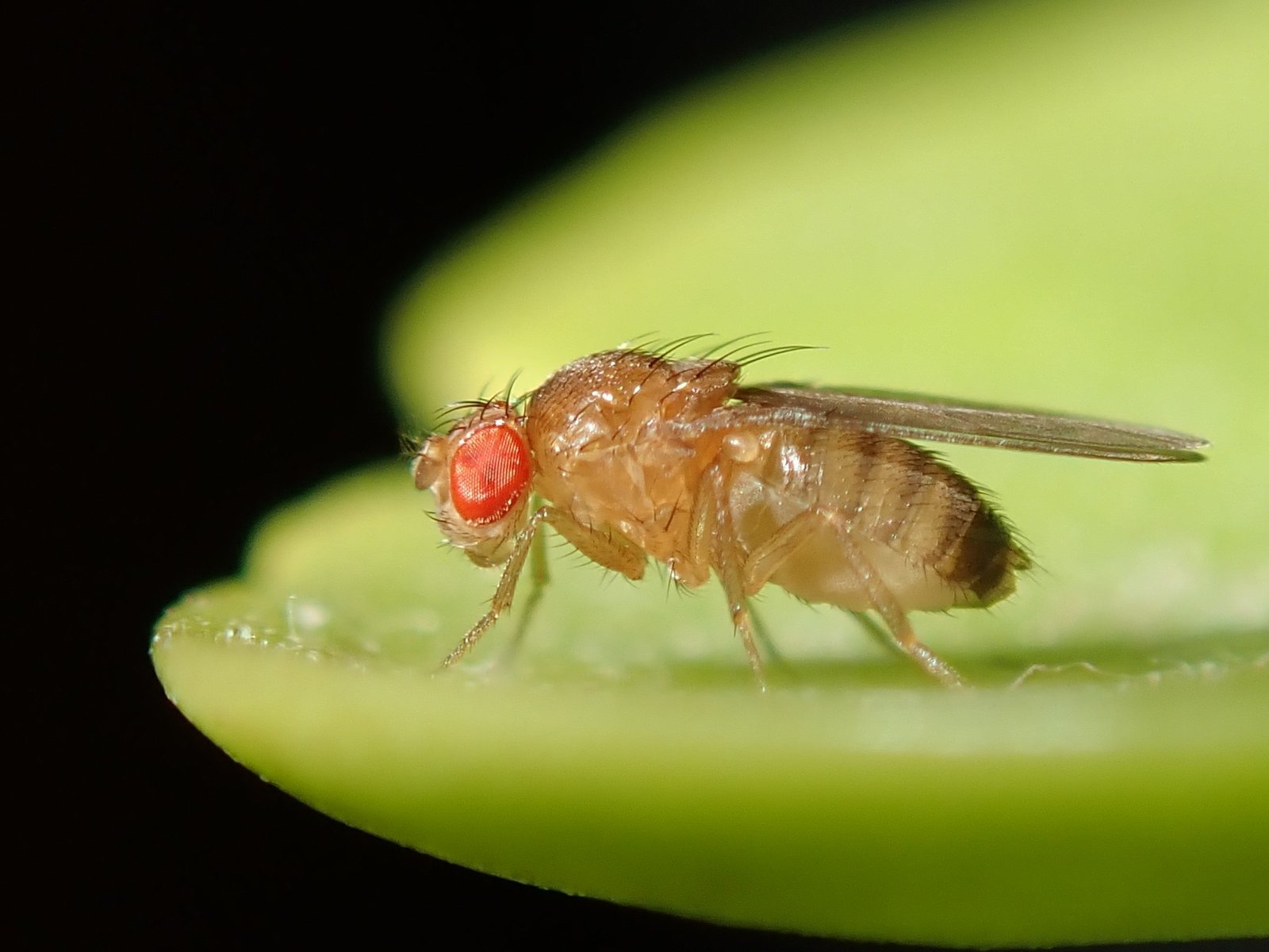 Lessons for Humans: What Fruit Flies Teach Us About Addiction (image credits: wikimedia)