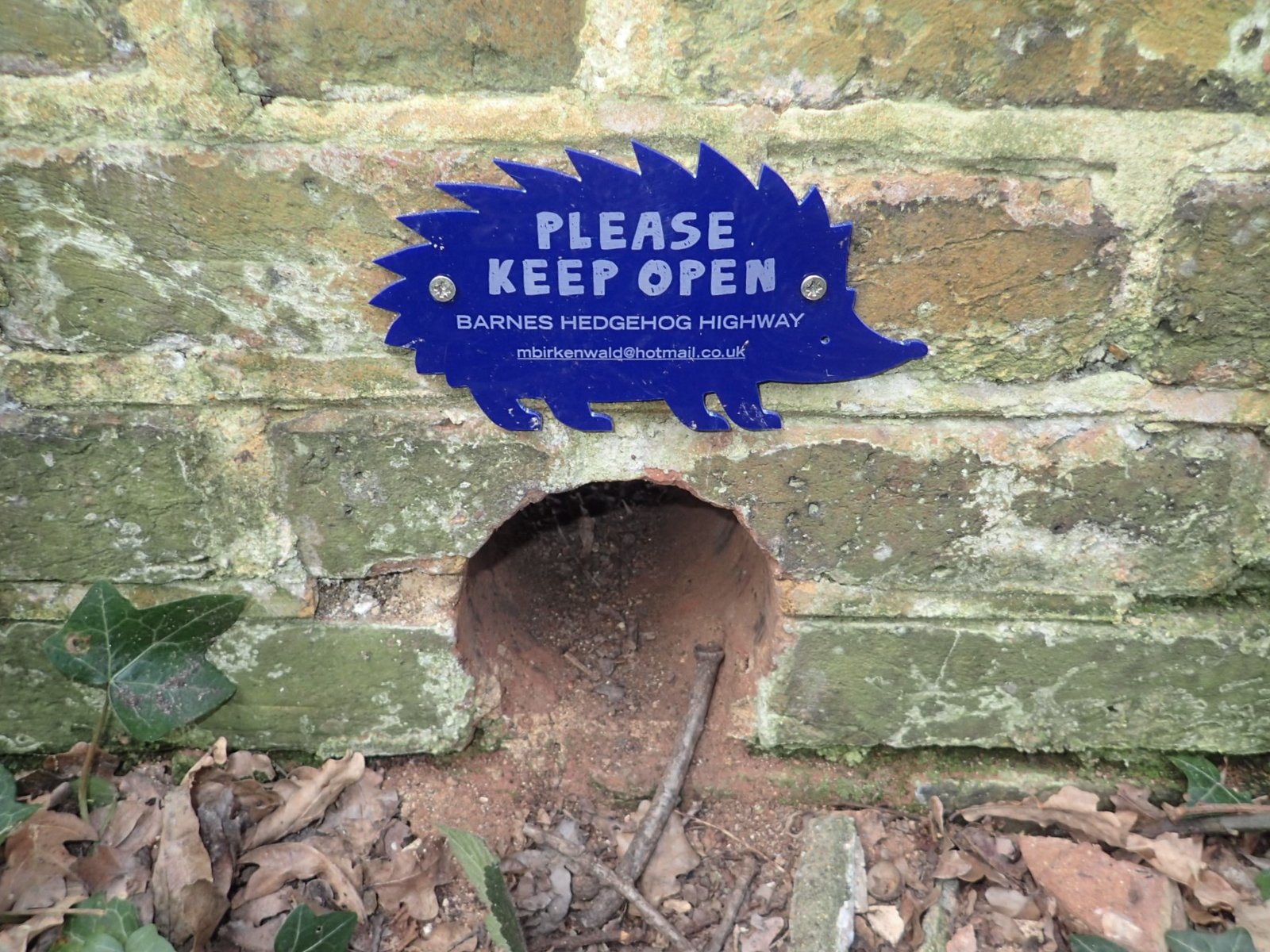 Hedgehog Highways: A Model for Urban Wildlife Conservation (image credits: wikimedia)