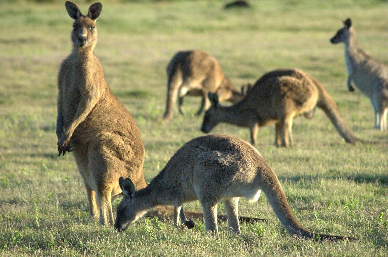Comparing Kangaroo Eye Communication to Other Animals (image credits: wikimedia)