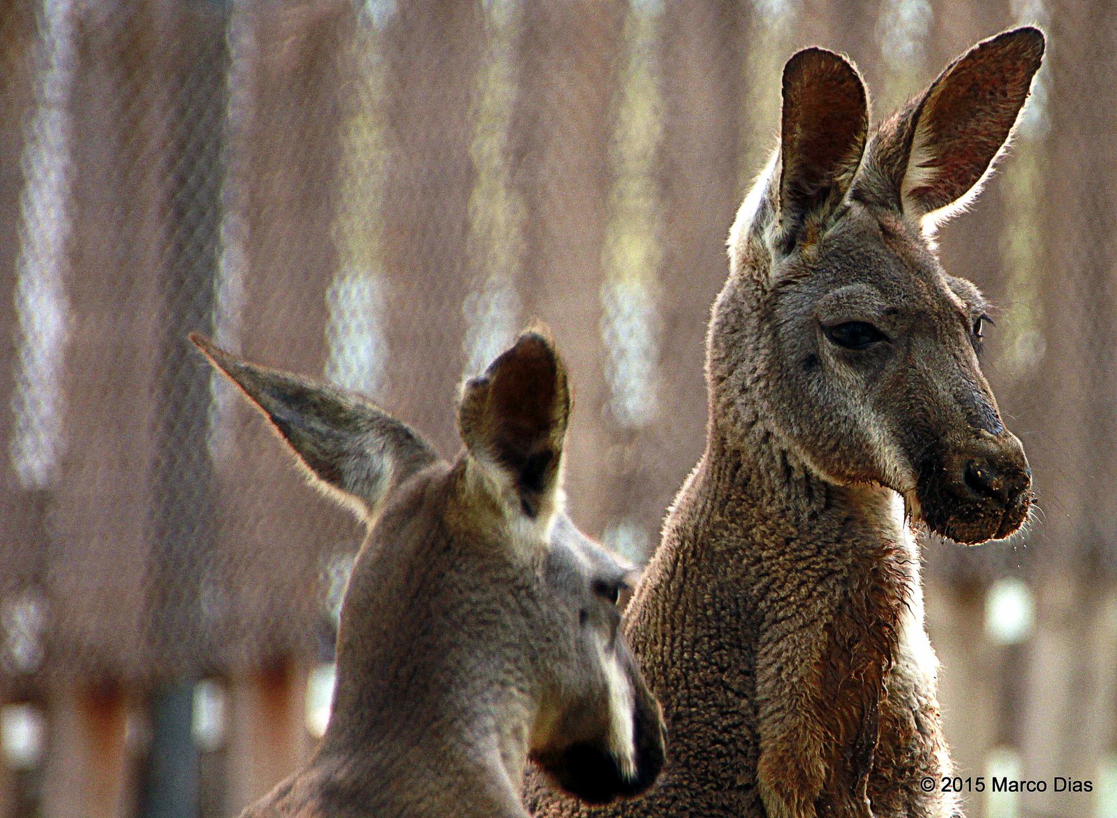 Practical Encounters: When Kangaroos Ask for Help (image credits: wikimedia)