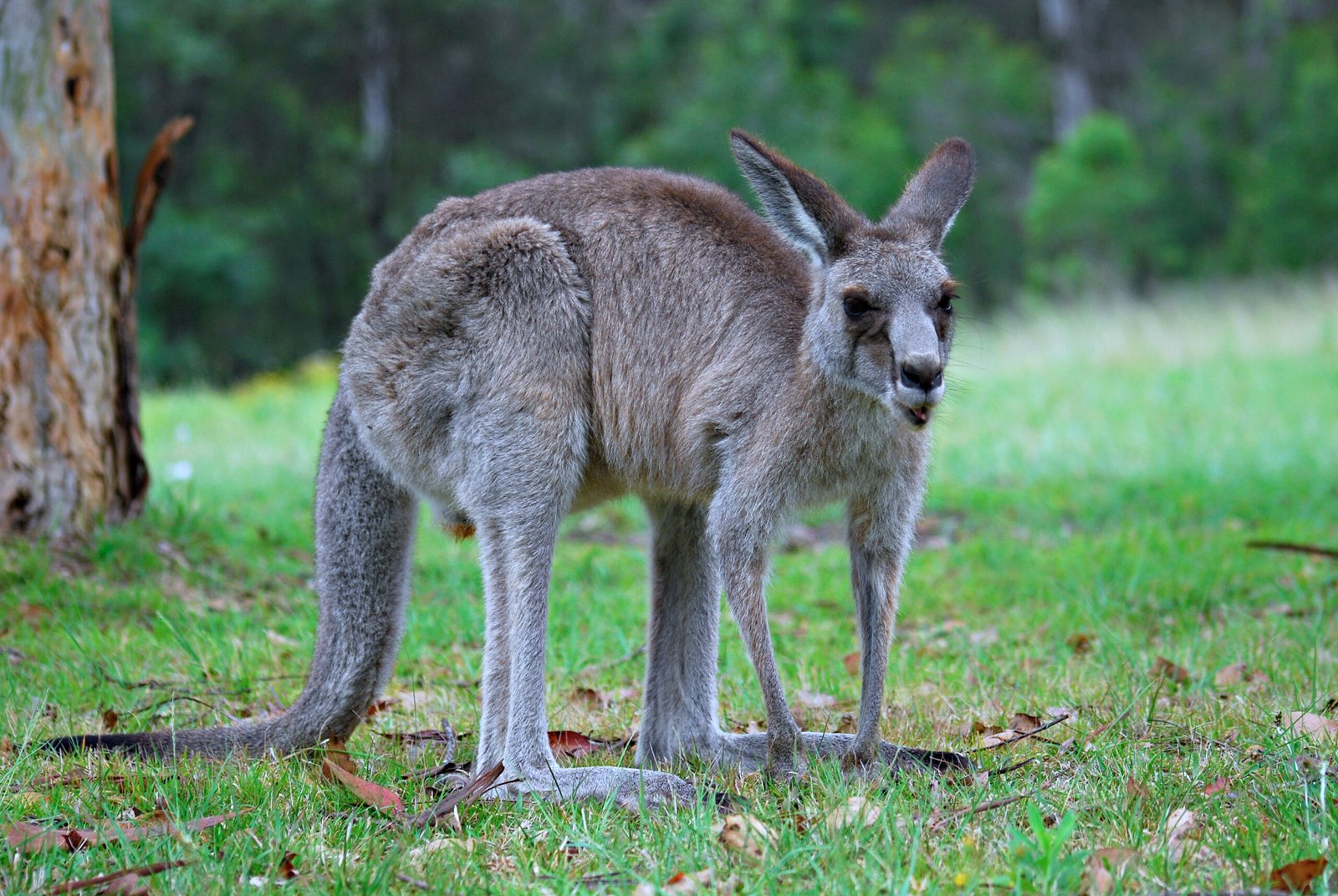 Protecting Kangaroo Communication in a Changing World (image credits: wikimedia)