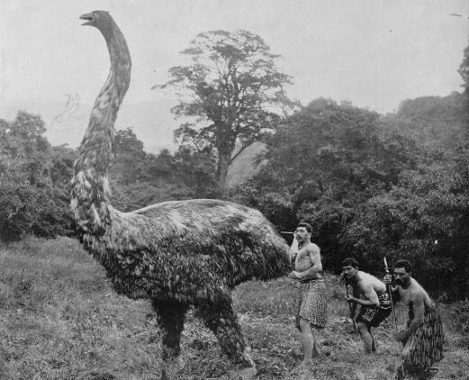 A Giant Among Birds: The Moa’s Astonishing Size