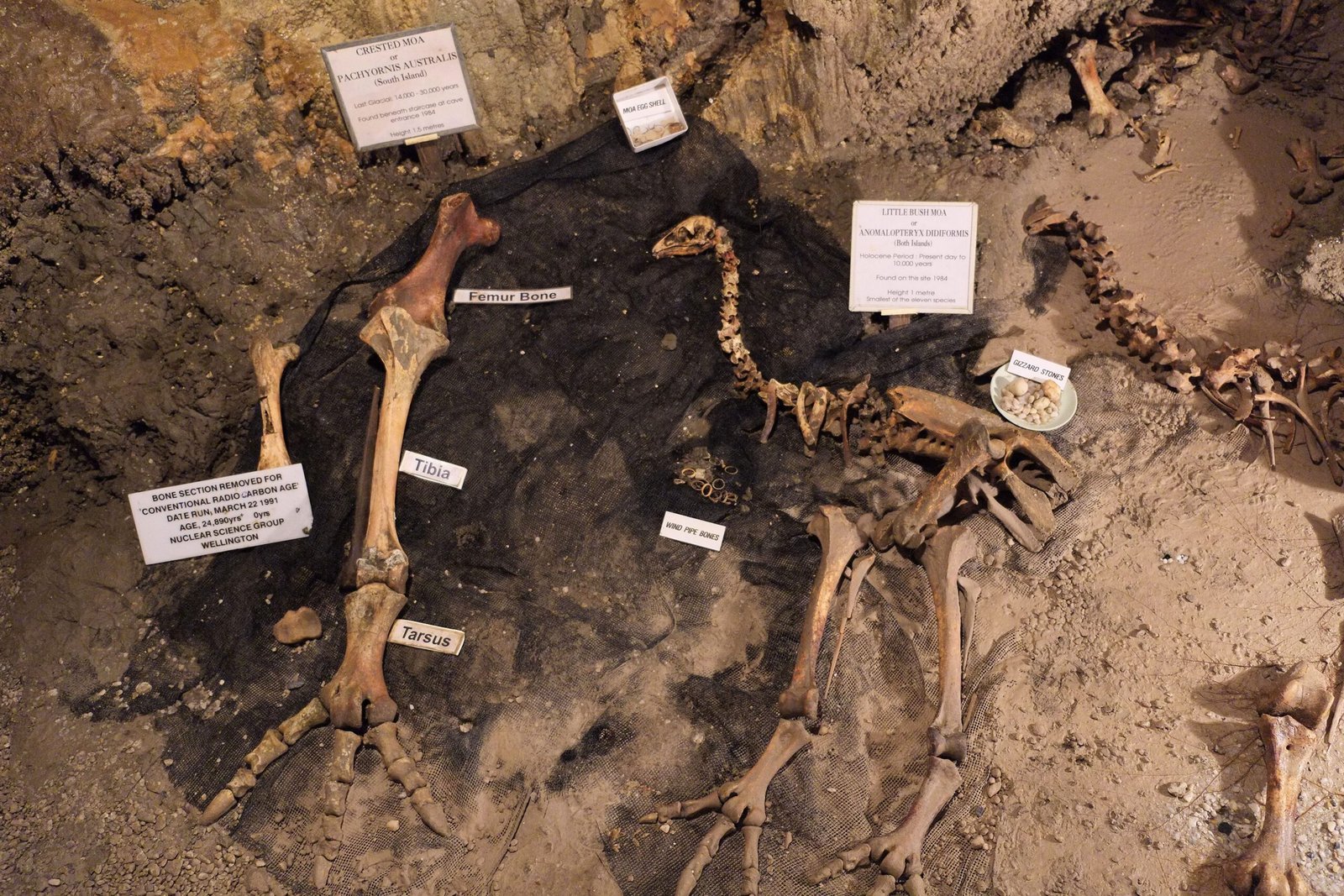 Clues from the Past: What Moa Bones and DNA Reveal (image credits: wikimedia)