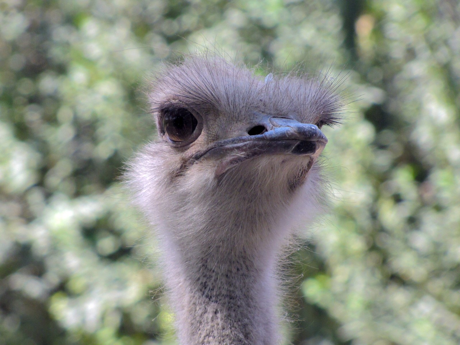 Why the Moa’s Story Still Matters (image credits: wikimedia)