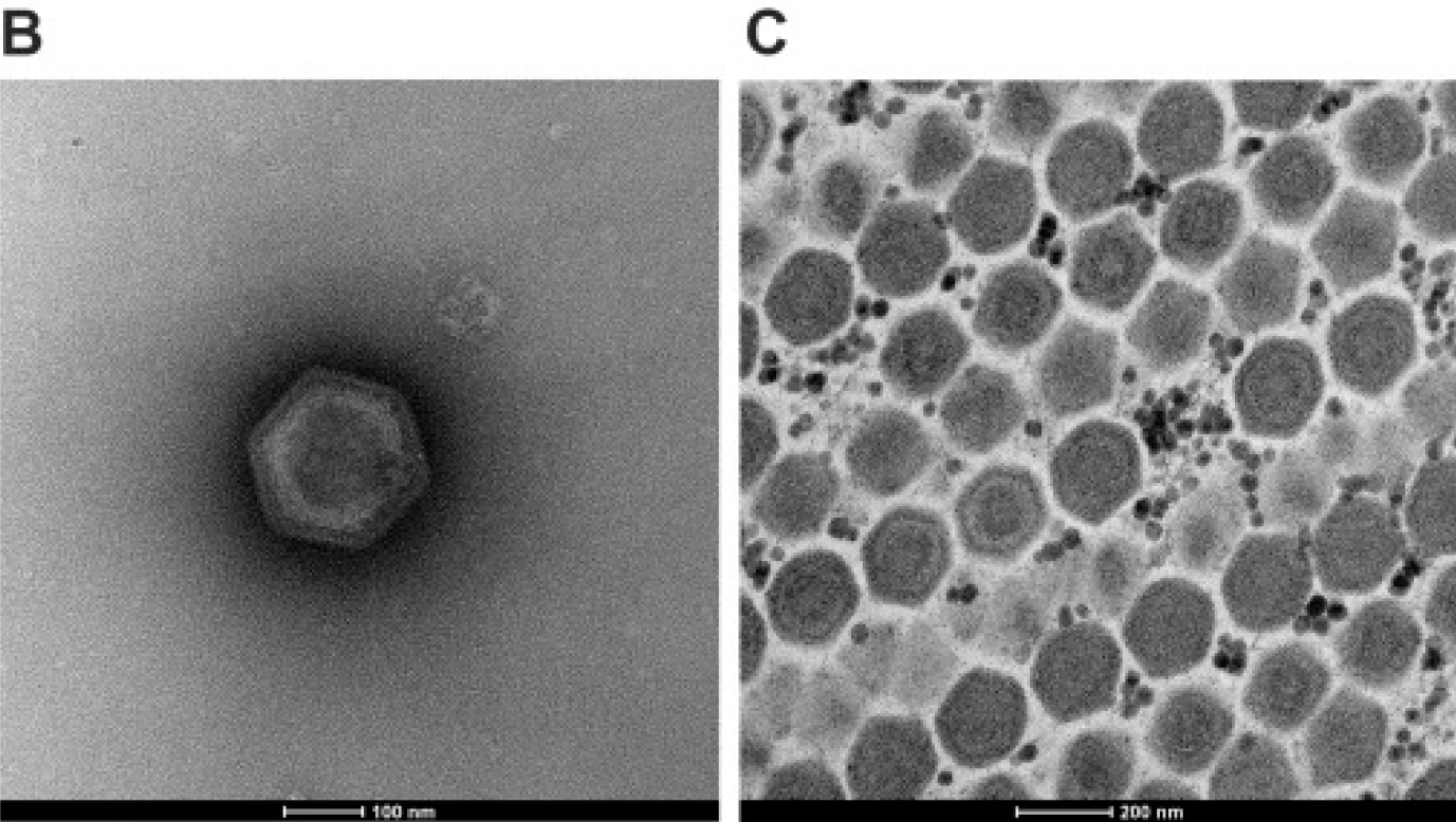 The Debate: Are Giant Viruses Alive? (image credits: wikimedia)