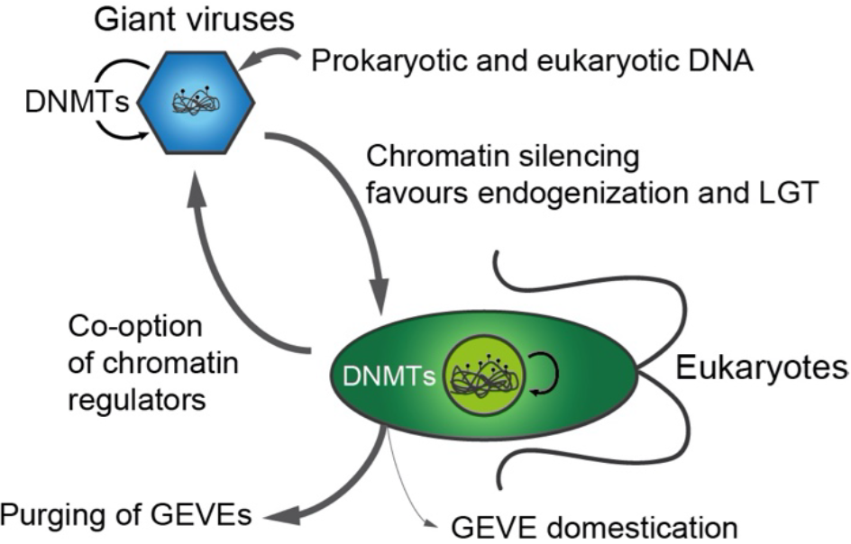 The Unfinished Story of Giant Viruses (image credits: wikimedia)