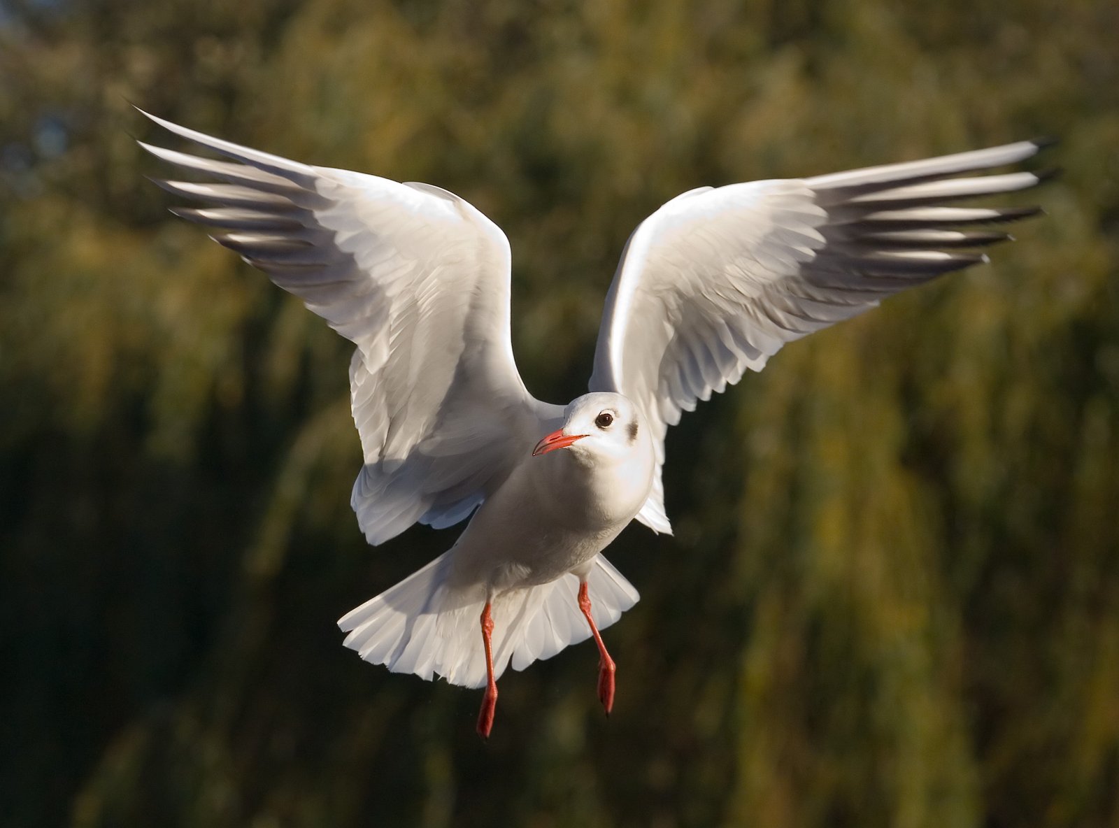 Why Seagulls? The Science Behind the Choice (image credits: wikimedia)
