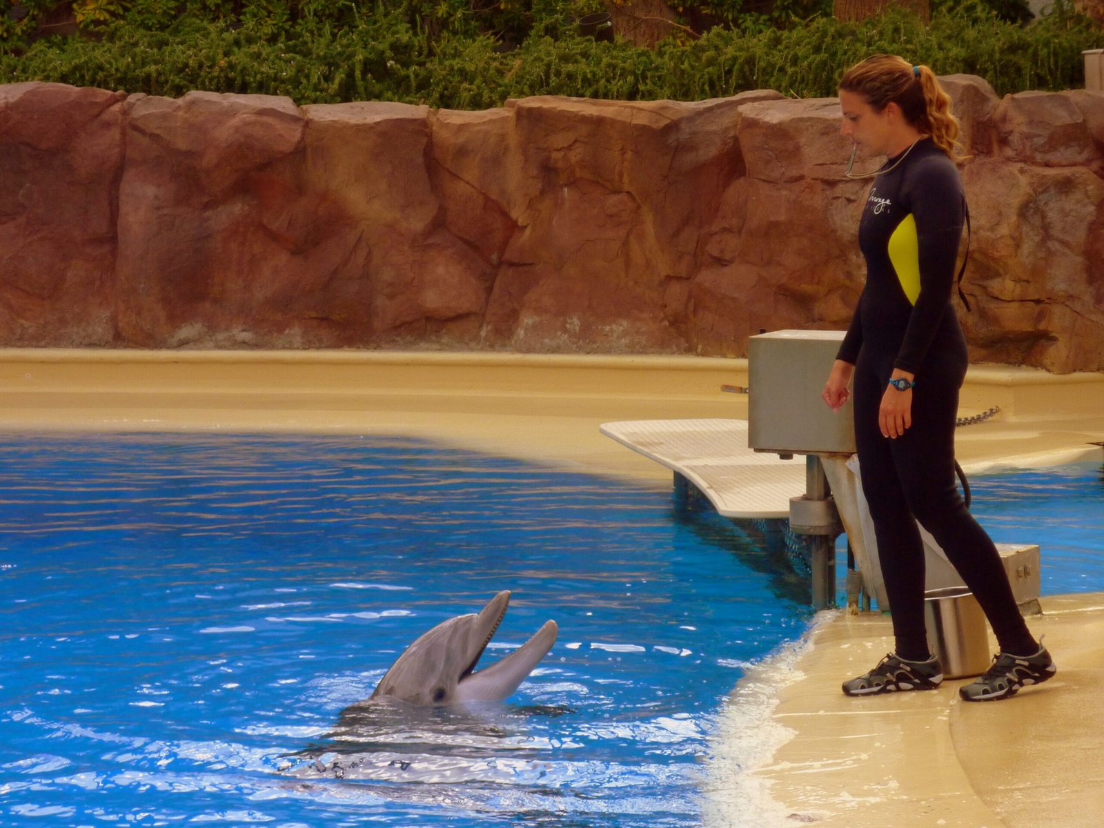 The Science of Animal Training in Military History (image credits: wikimedia)