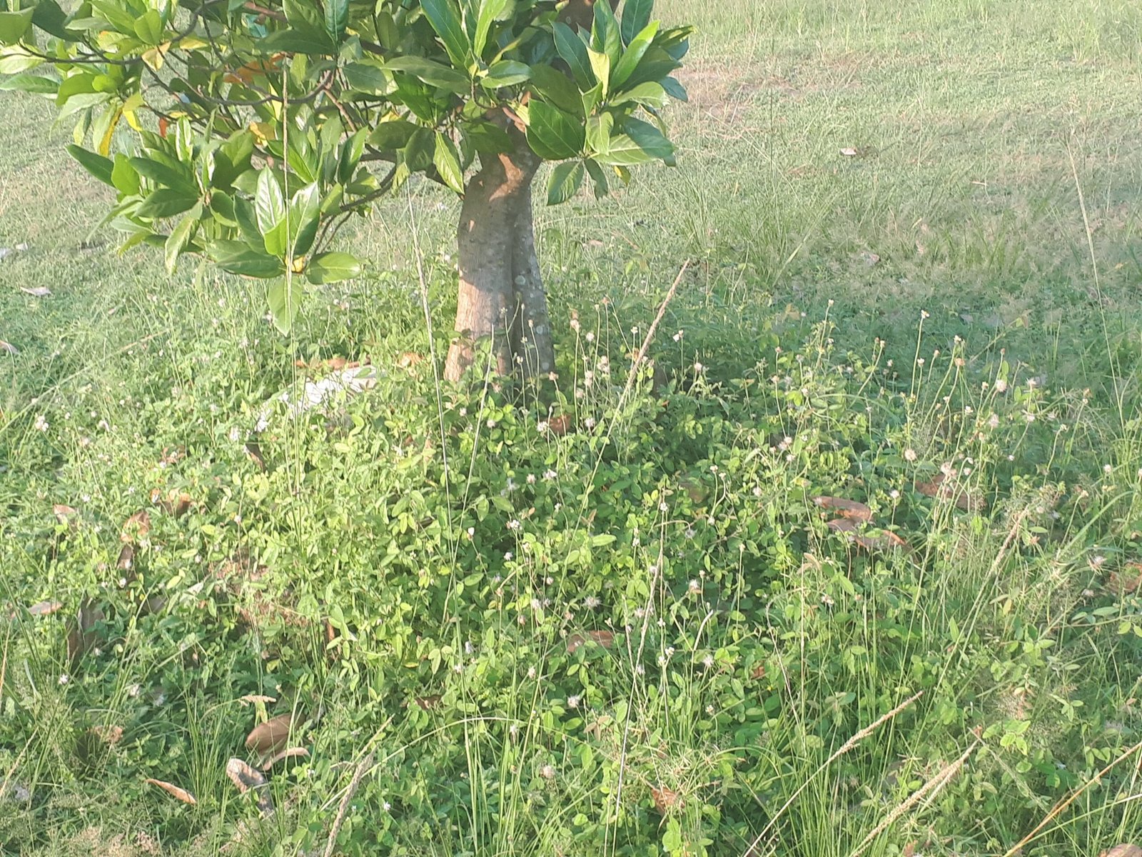 What Is Allelopathy? (image credits: wikimedia)