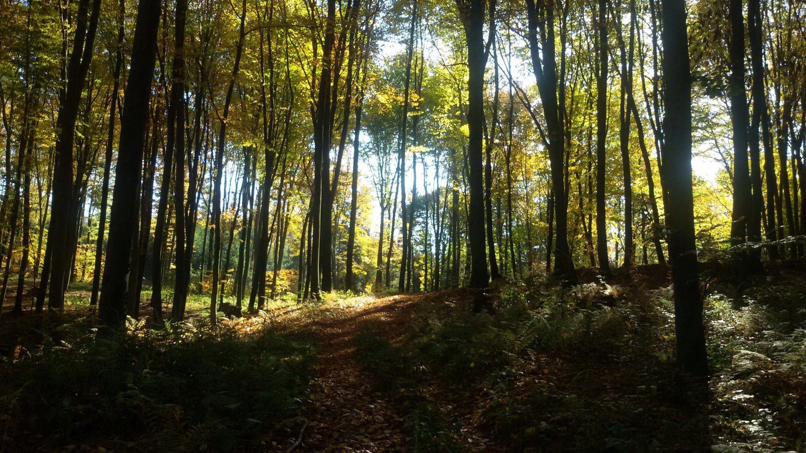 Nature’s Unseen Drama: A New Way to See the Forest (image credits: wikimedia)