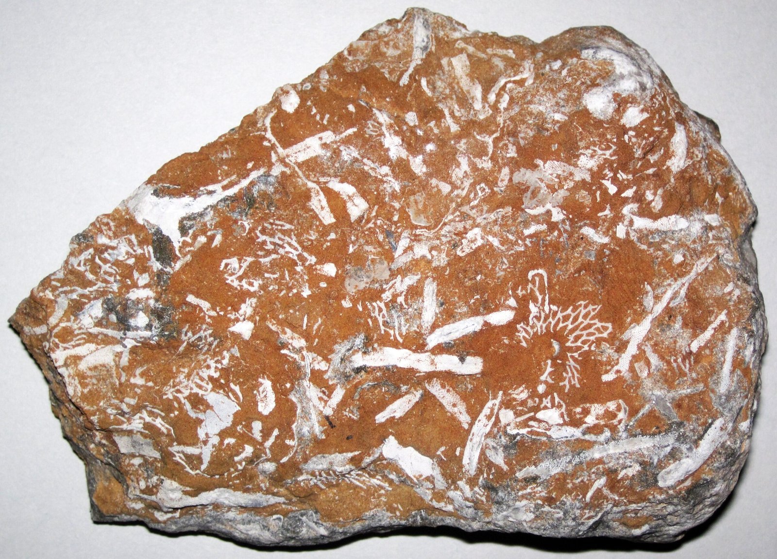 The Ordovician-Silurian Extinction: The First Great Die-Off (image credits: wikimedia)