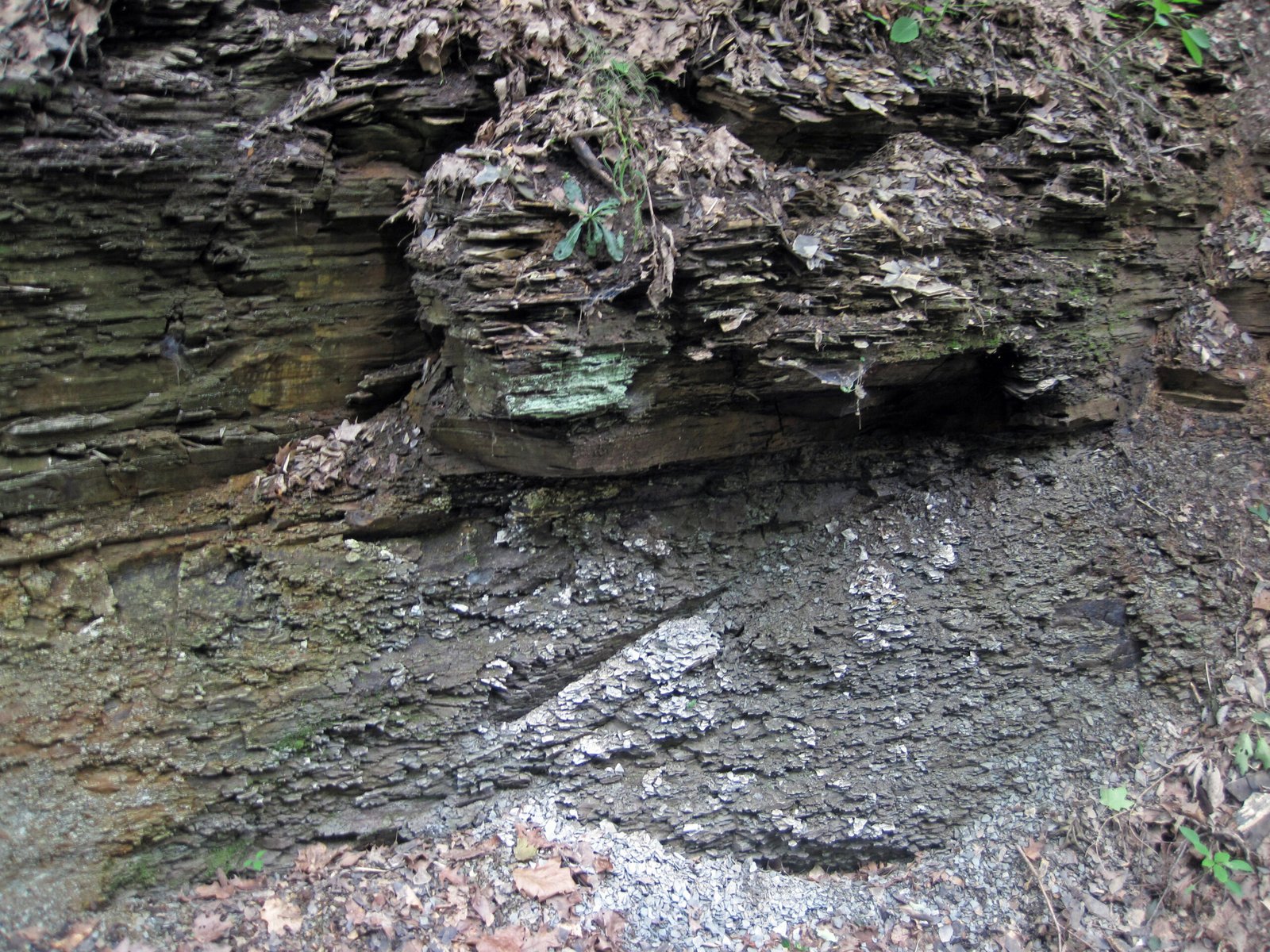 The Devonian Extinction: The Slow-Motion Crisis (image credits: wikimedia)