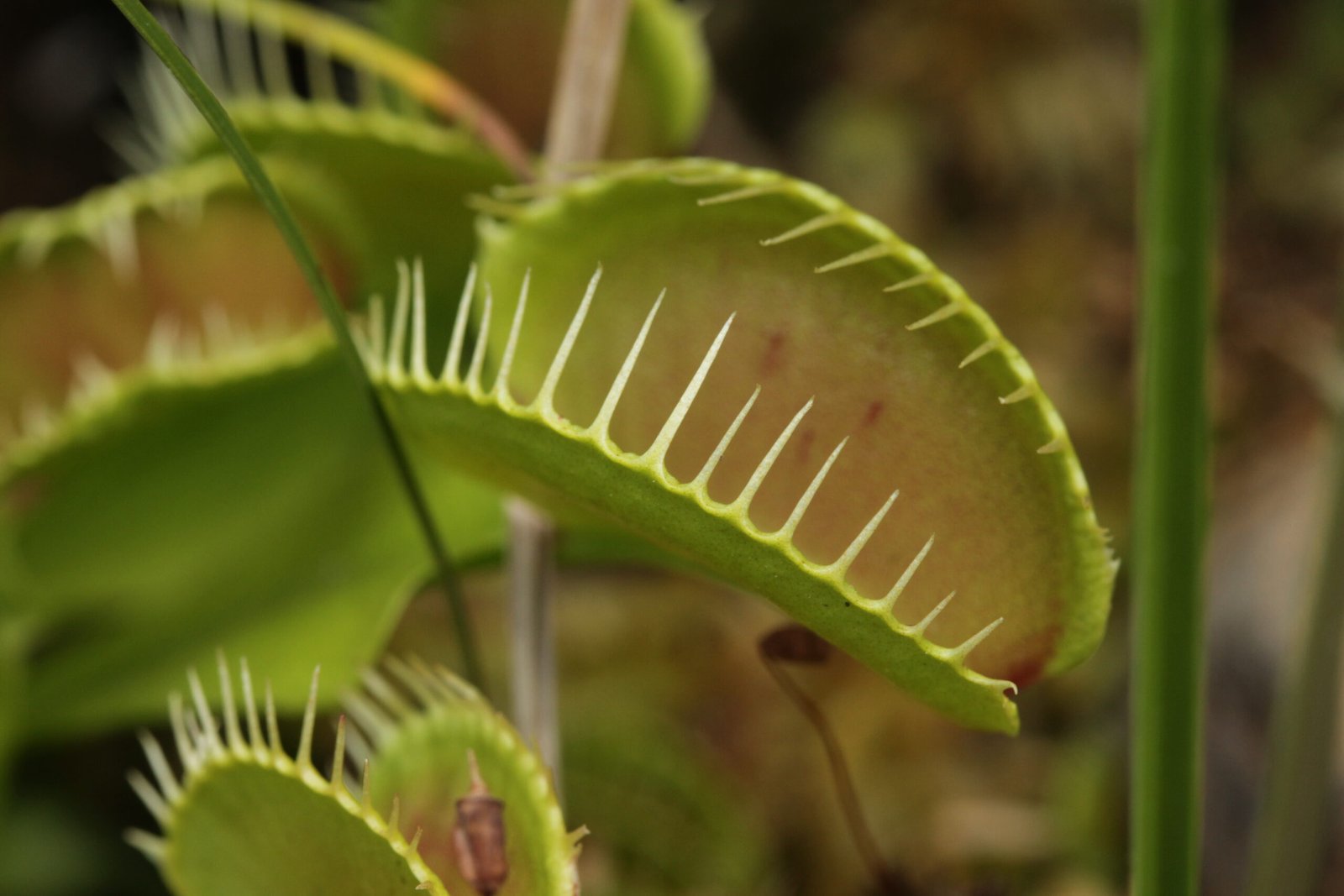 Evolving Intelligence: Adaptation at Its Finest (image credits: wikimedia)