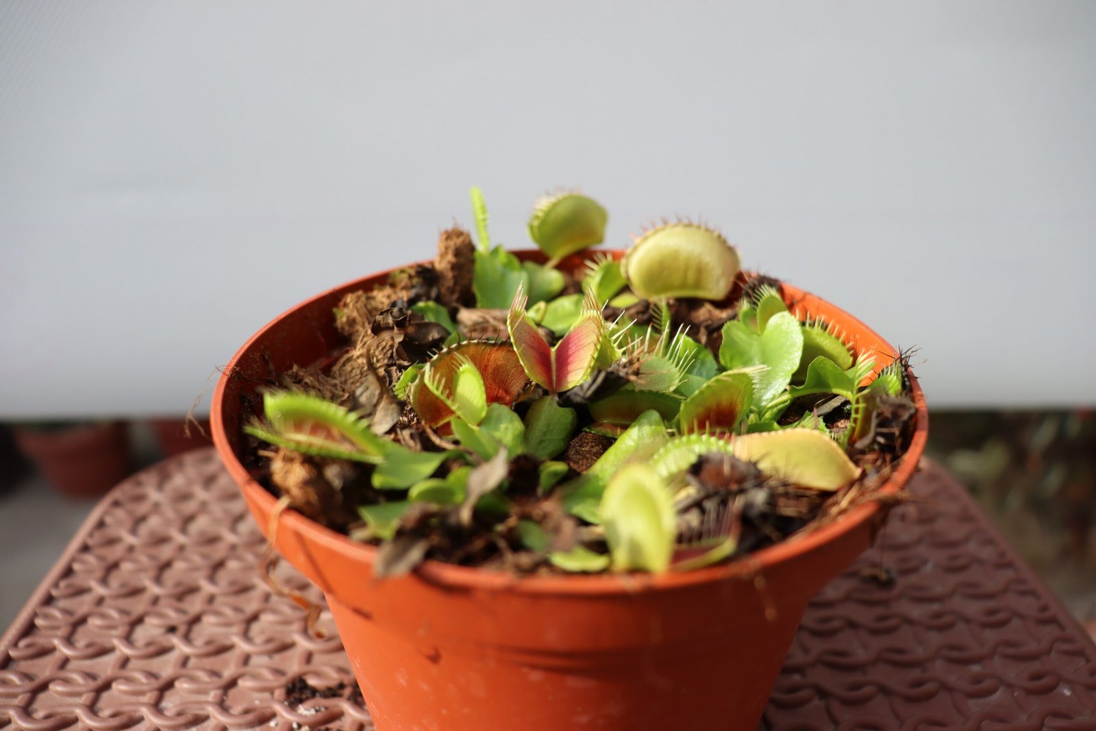 Real-World Observations: Watching a Trap in Action (image credits: wikimedia)