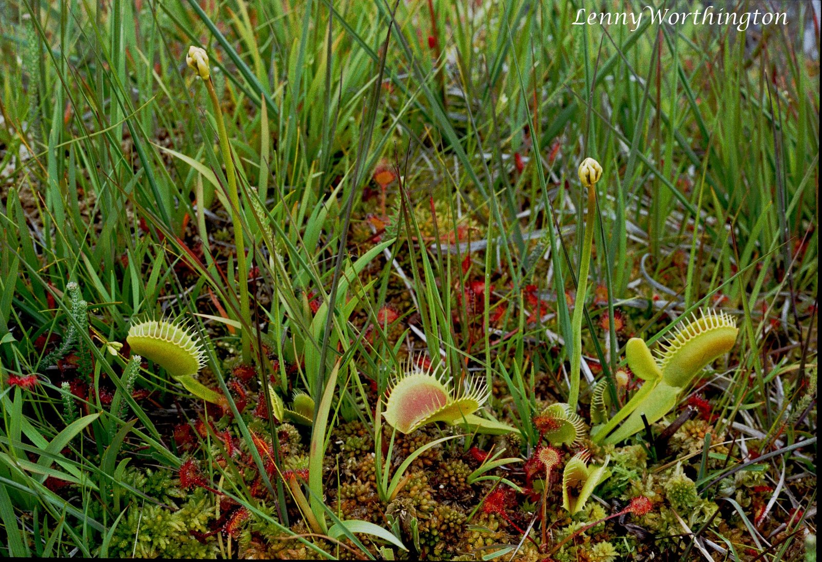The Venus Flytrap’s Place in the Web of Life (image credits: wikimedia)
