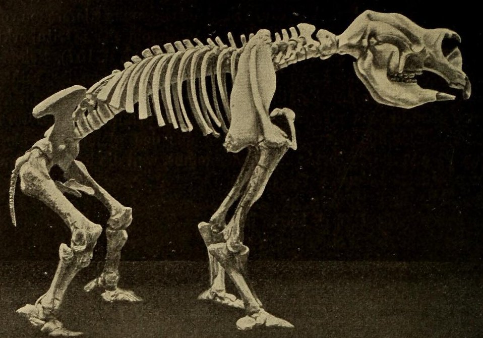 Not Quite a Wombat, Not Quite a Cow (image credits: wikimedia)