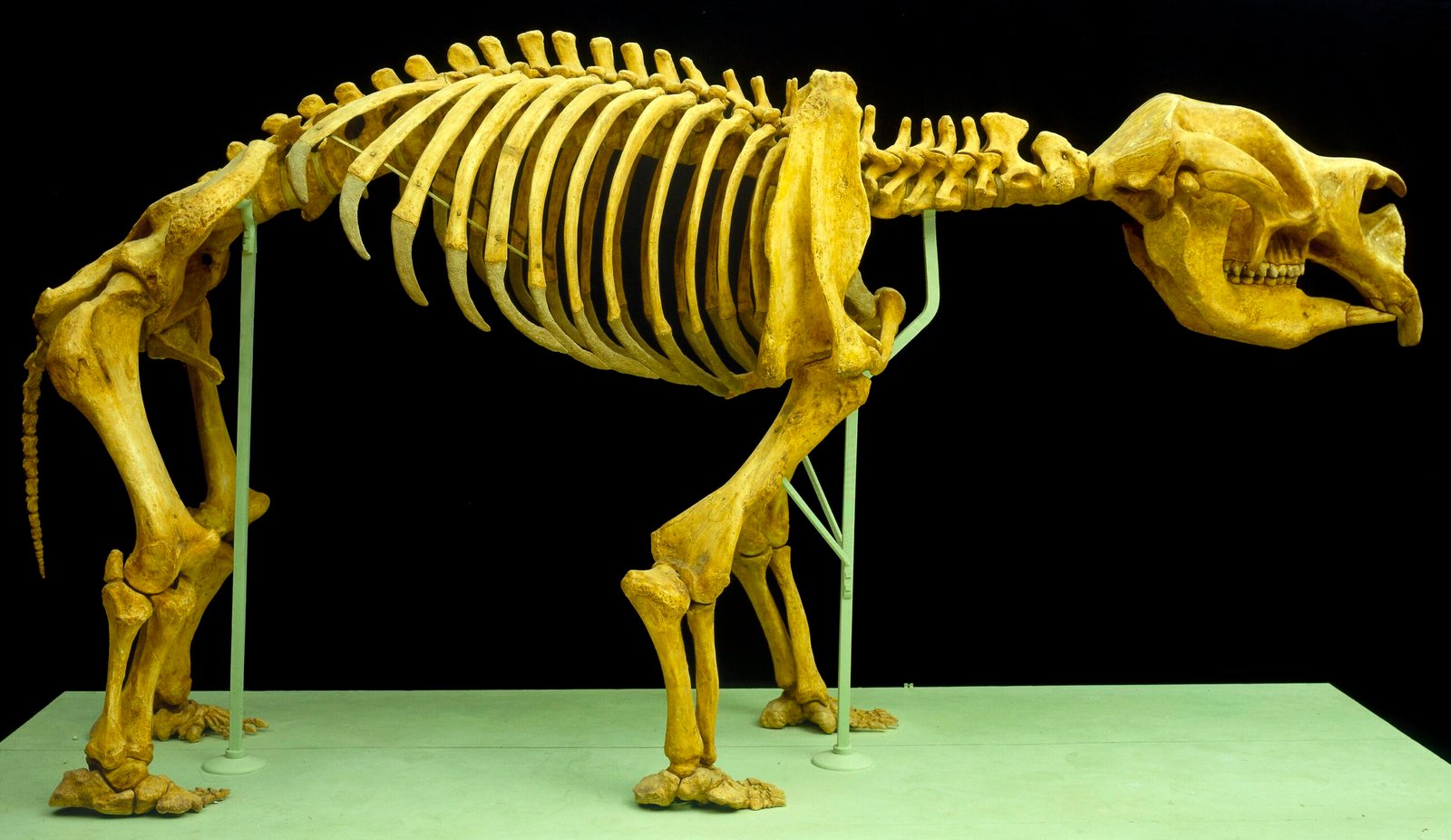 A Gentle Giant Among Prehistoric Beasts (image credits: wikimedia)