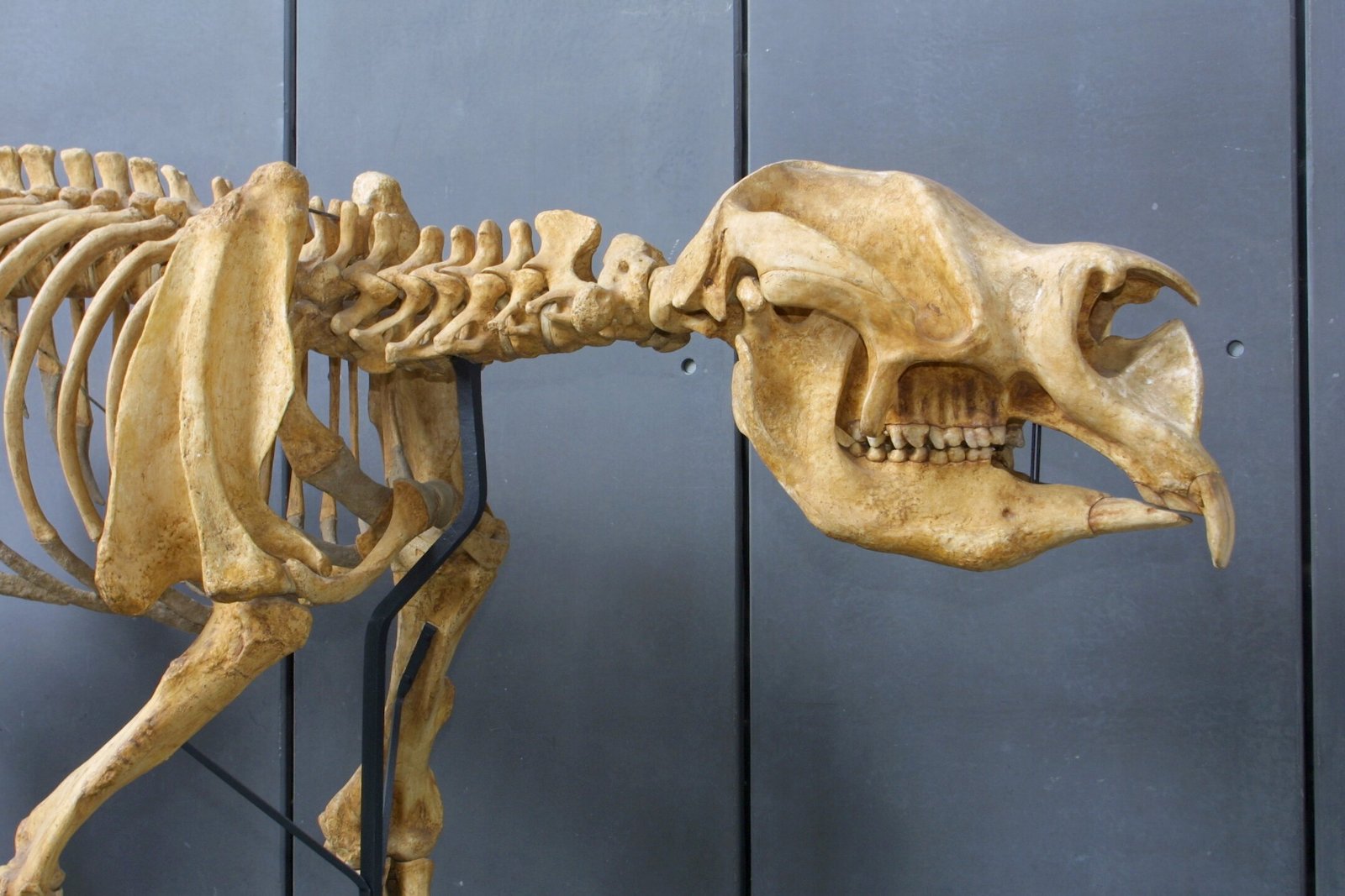 Diet and Feeding Habits: Nature’s Mega-Grazer (image credits: wikimedia)