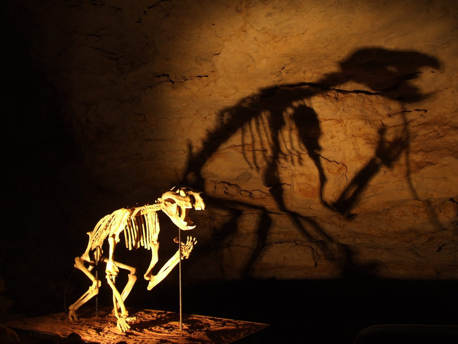 The Company It Kept: Australia’s Lost Megafauna (image credits: wikimedia)
