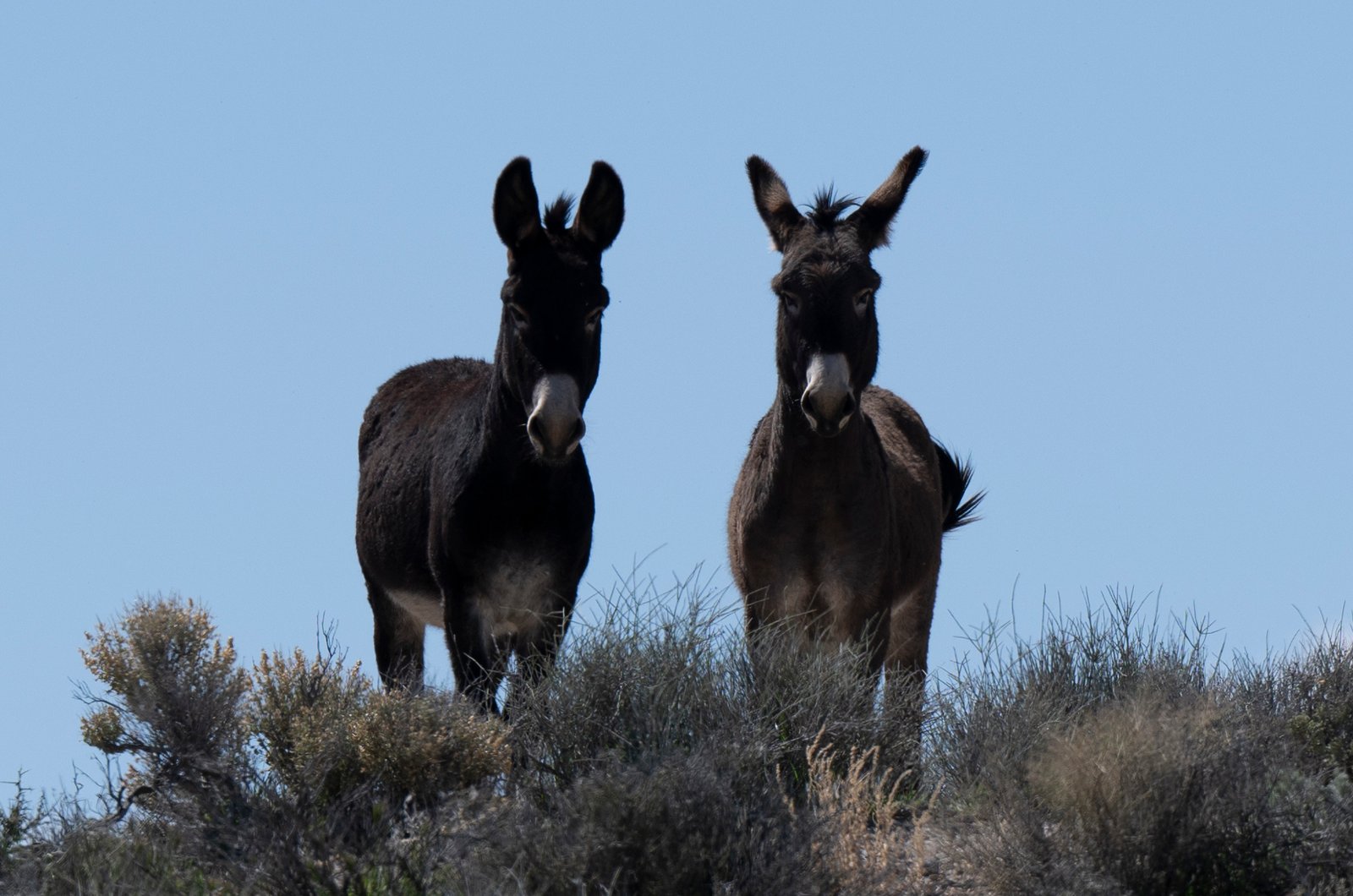 Meet Oatman: Nevada’s Donkey Dominion (image credits: wikimedia)