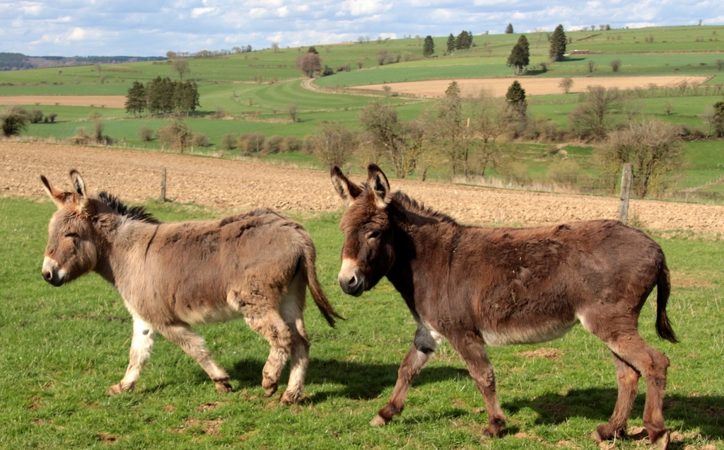 How the Donkeys Became Local Legends (image credits: rawpixel)
