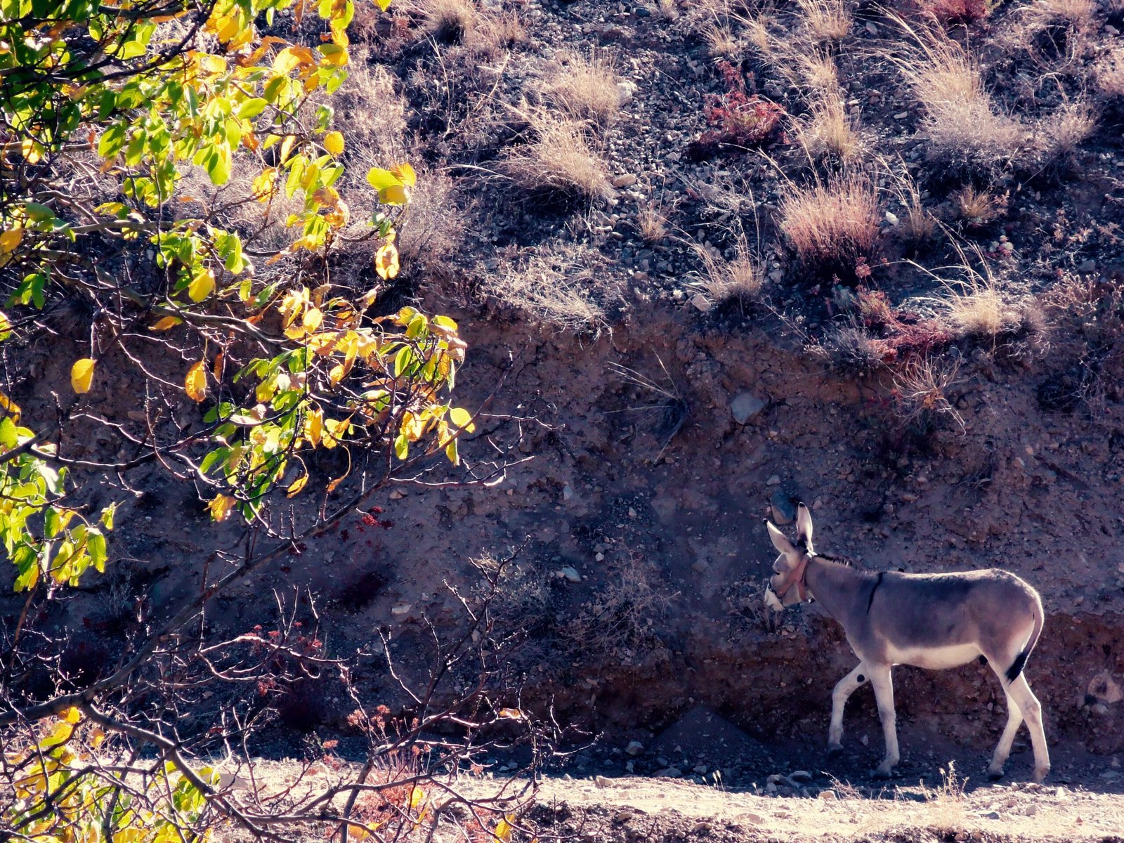 Community and Conservation: A Delicate Balance (image credits: wikimedia)