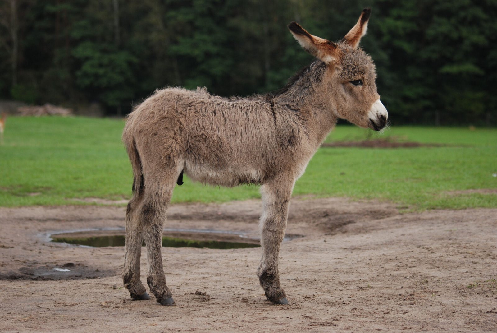 Science and Research in Oatman’s Backyard (image credits: wikimedia)