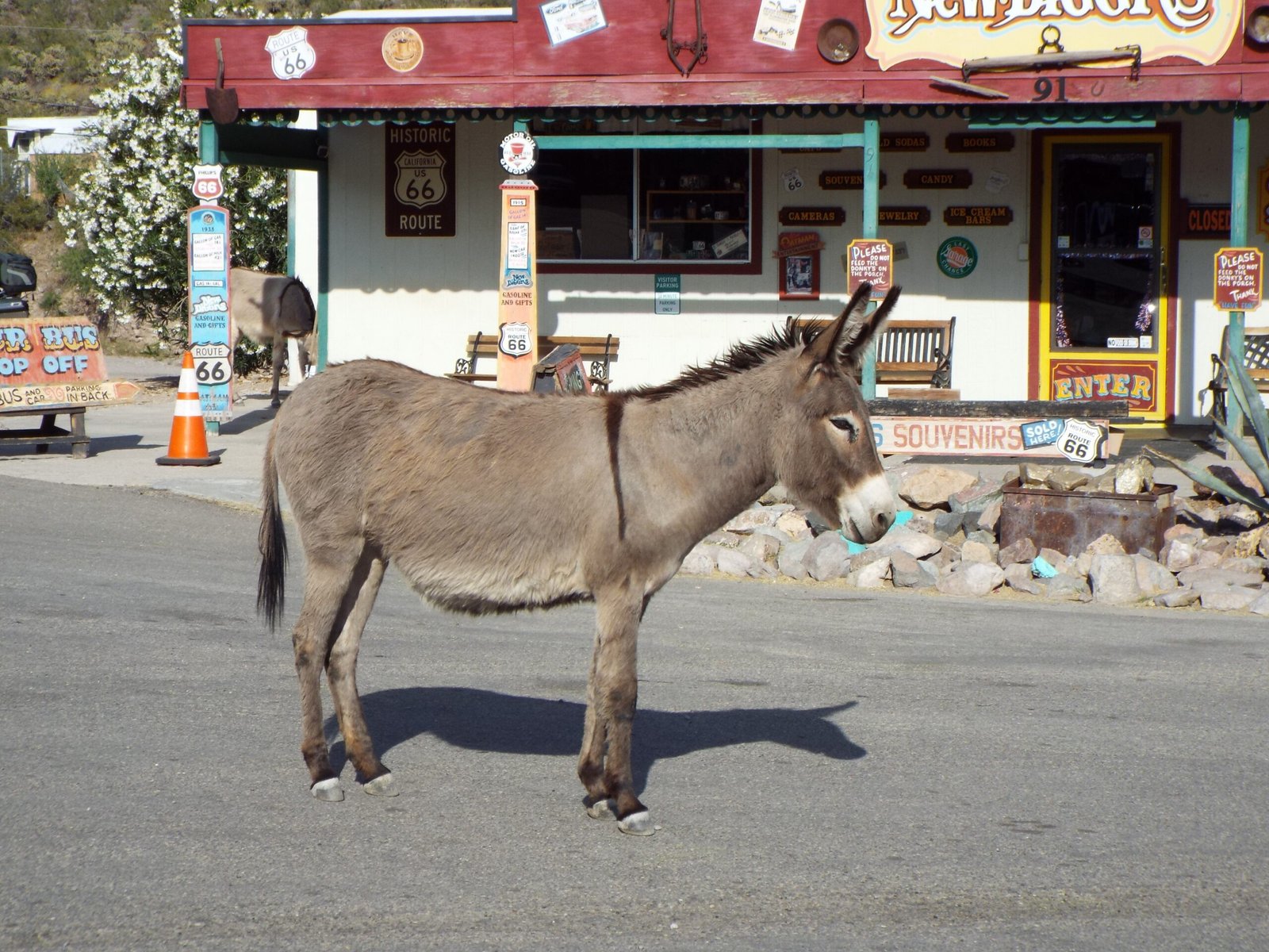 What the Future Holds for Oatman’s Donkeys (image credits: wikimedia)